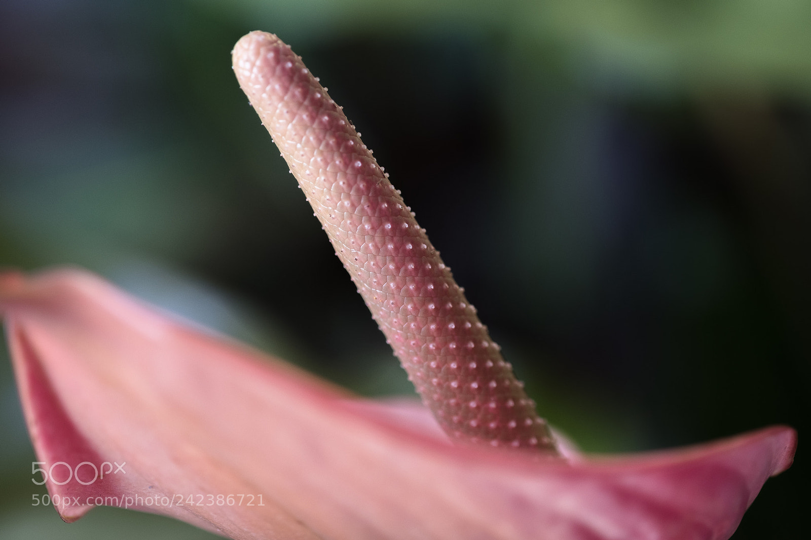Fujifilm X-T20 sample photo. Anthurium photography