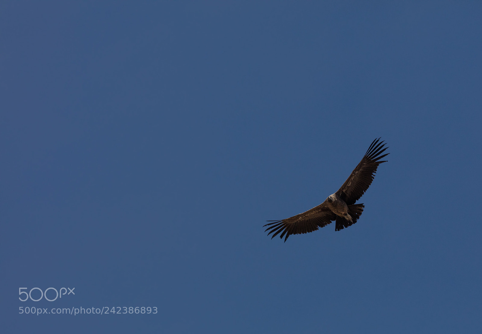 Canon EOS 5DS R sample photo. Condor flying  in peru photography