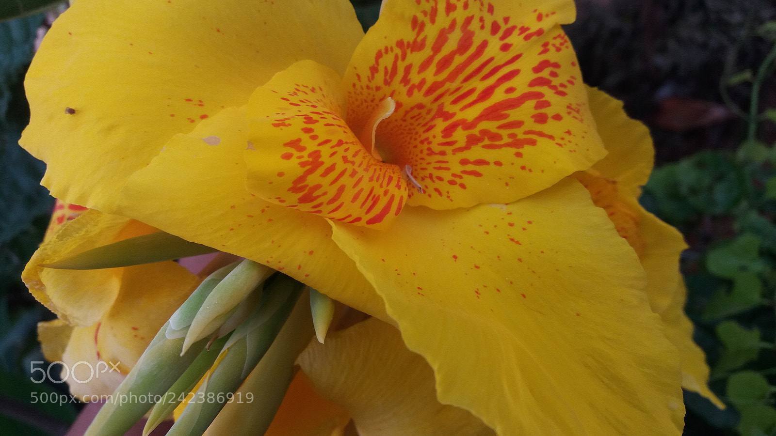 Samsung Galaxy J5 sample photo. Untitled photography