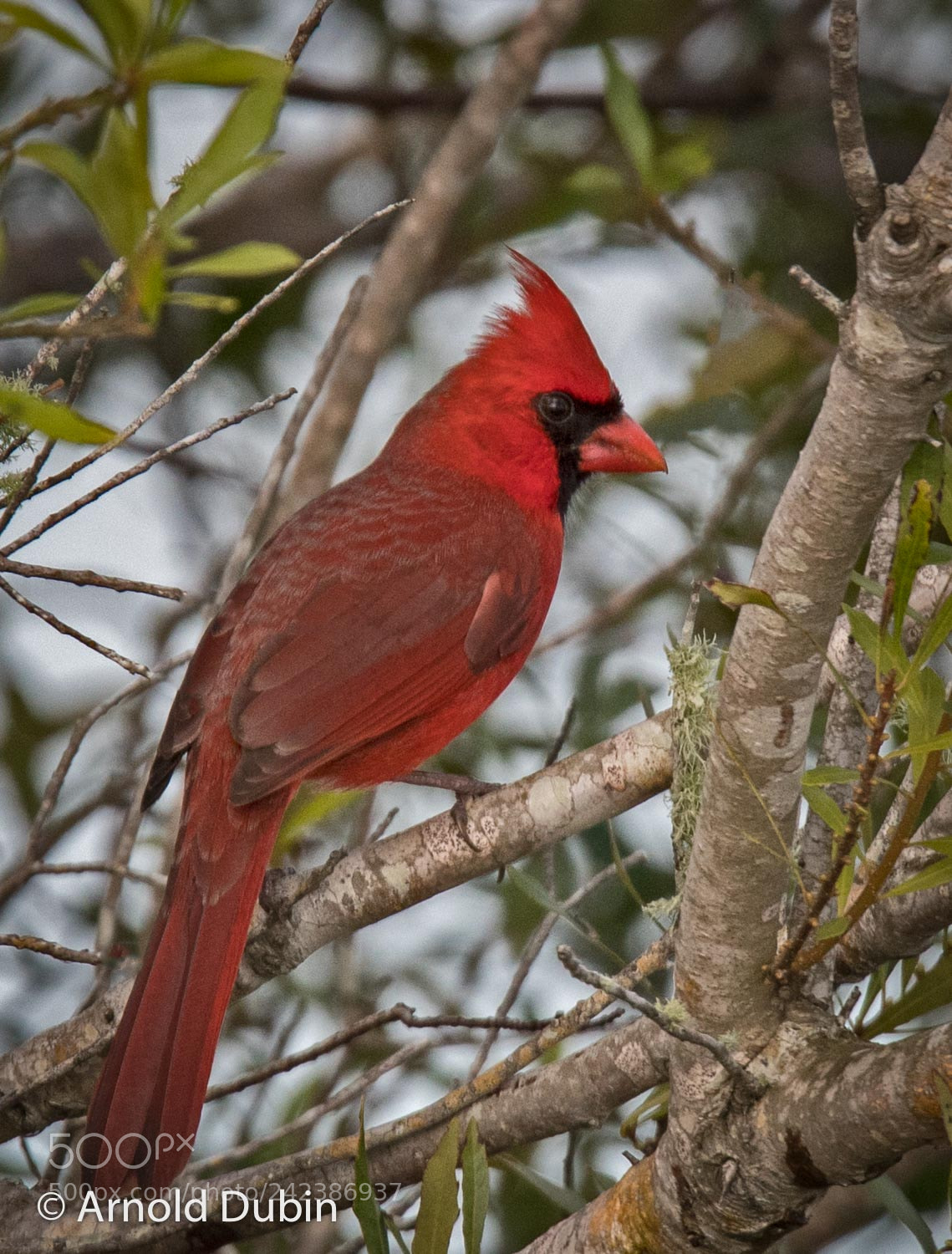 Nikon D500 sample photo. Location - stick marsh photography