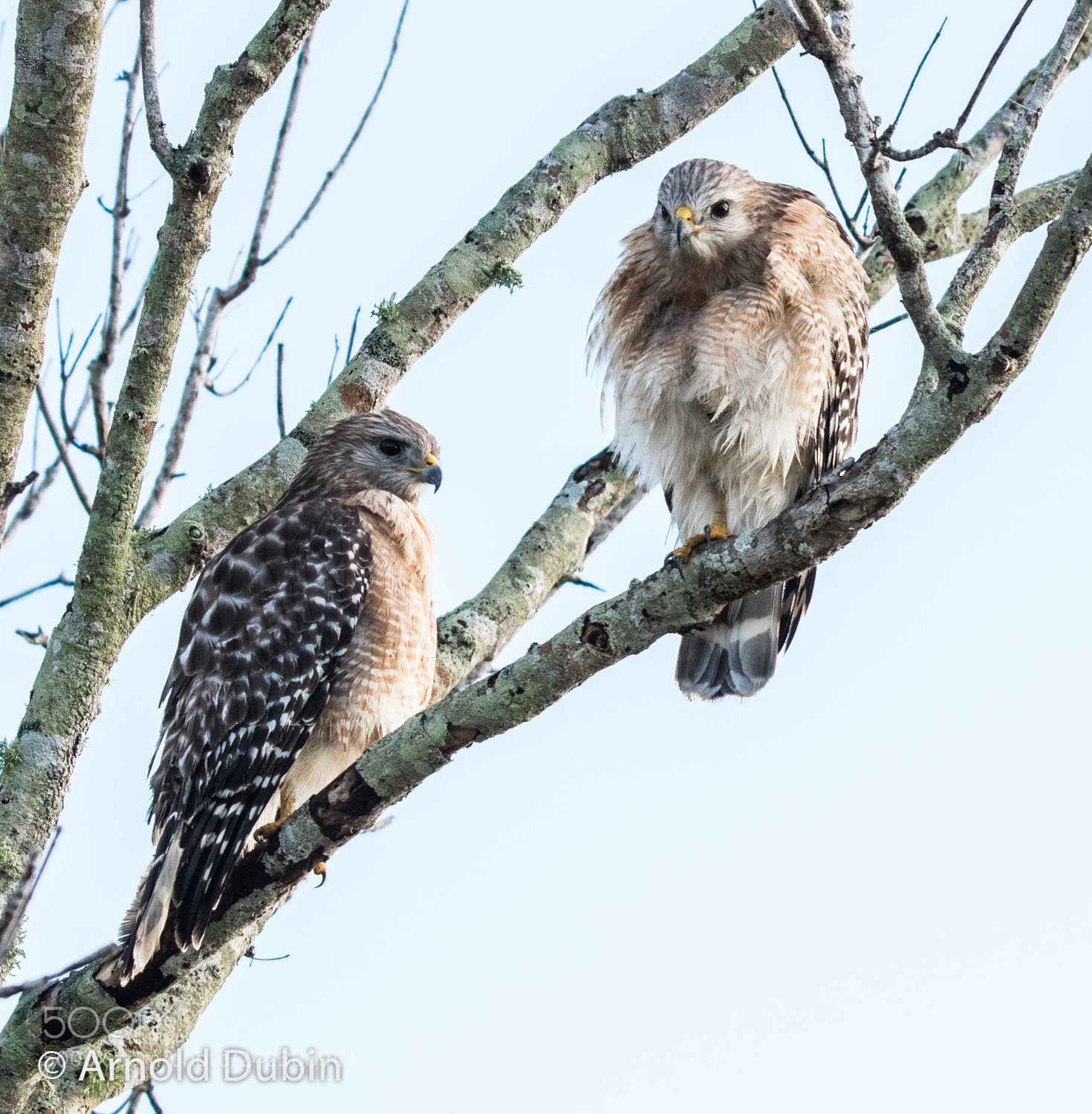 Nikon D500 sample photo. Location - stick marsh photography