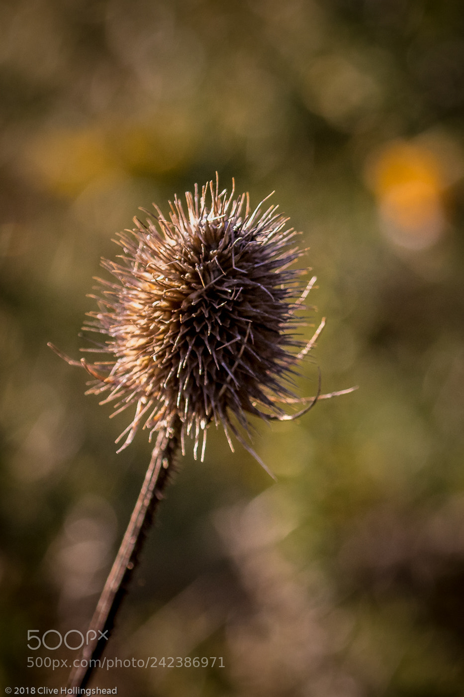 Canon EOS 7D Mark II sample photo. Prickly photography