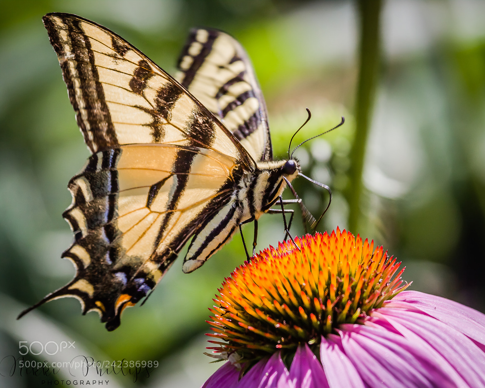 Canon EOS 50D sample photo. In my garden ll photography