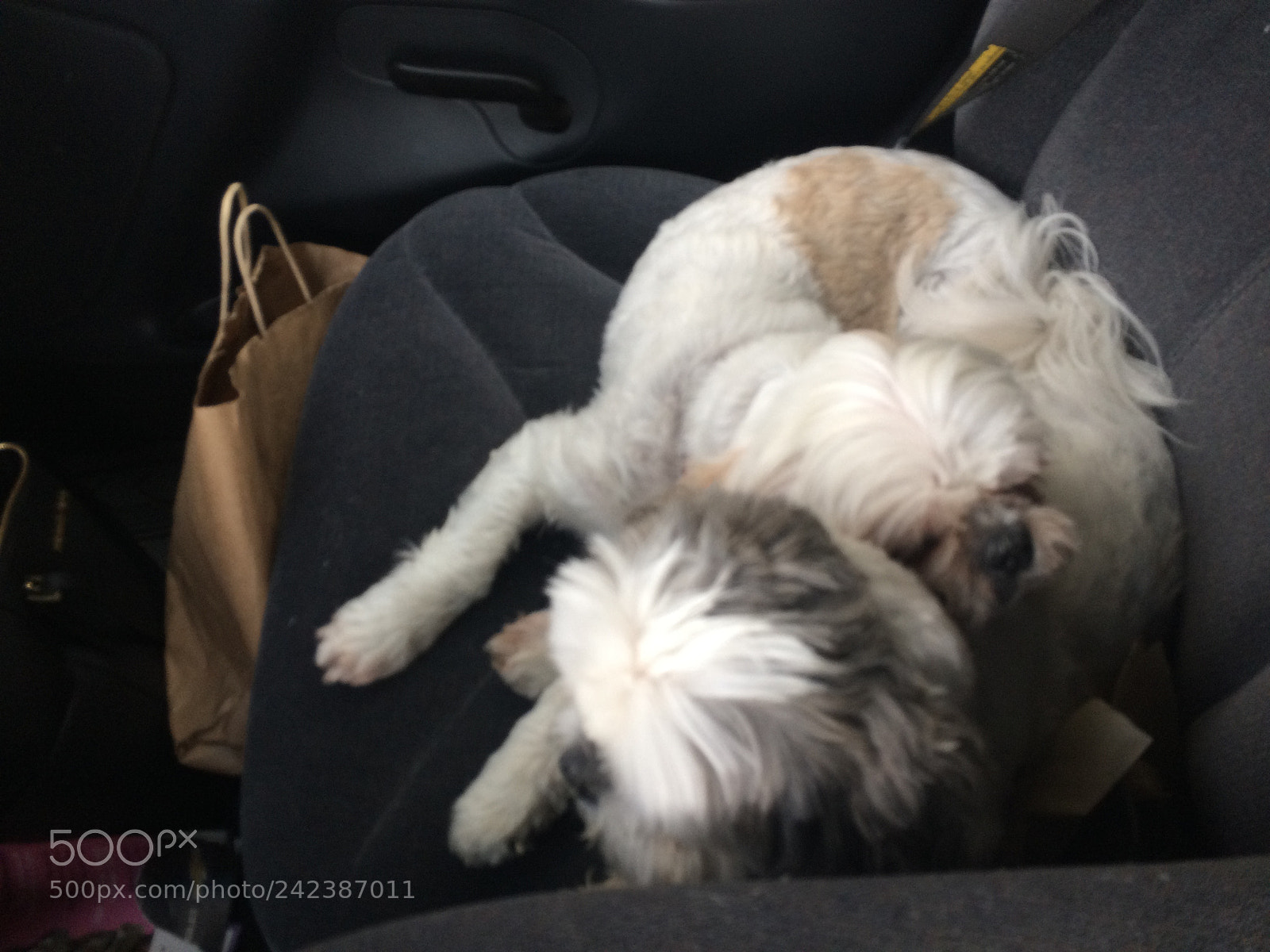 Apple iPhone 5s sample photo. Lewis & lola cuddling up photography