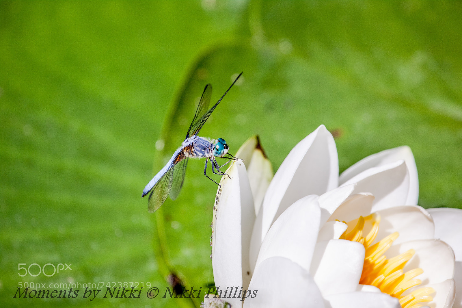 Canon EOS 50D sample photo. Center of the pond photography