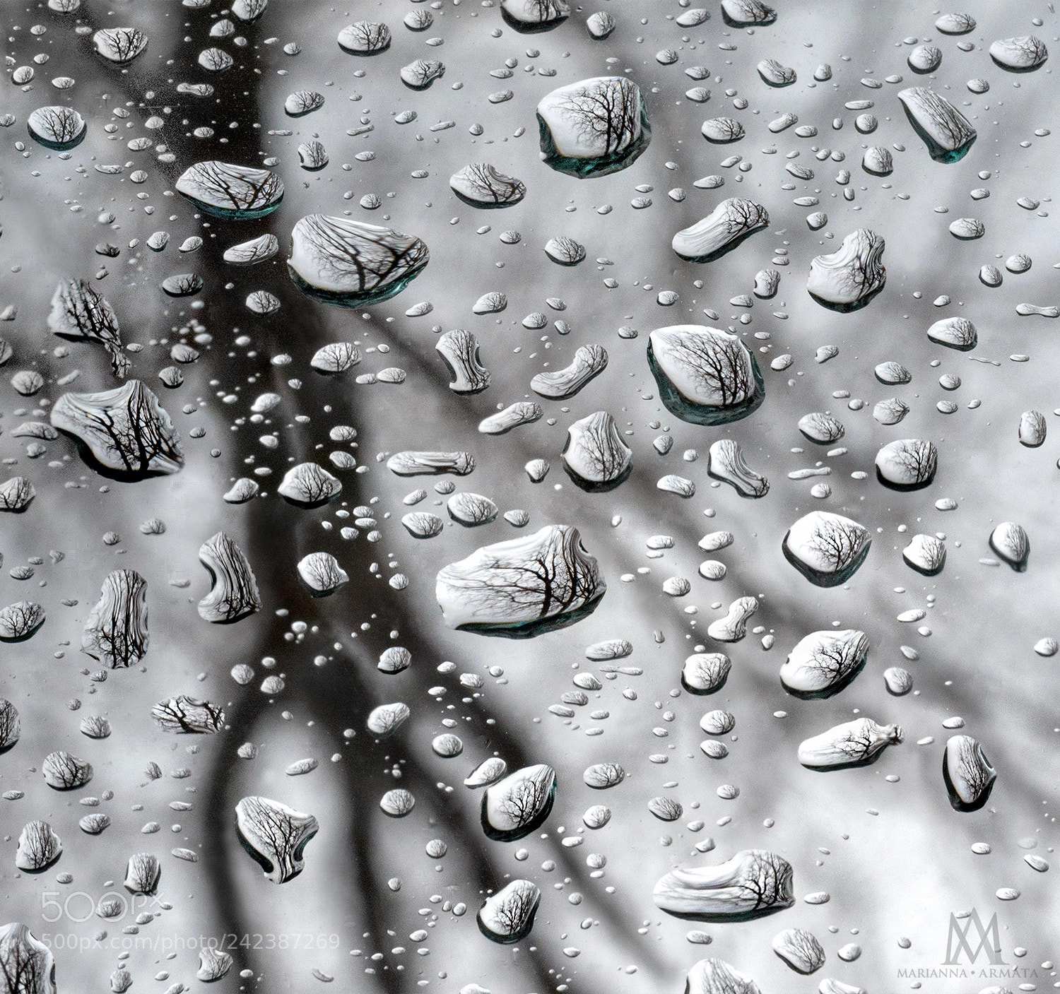 Panasonic Lumix DMC-GH4 sample photo. Rainy day tree reflections photography
