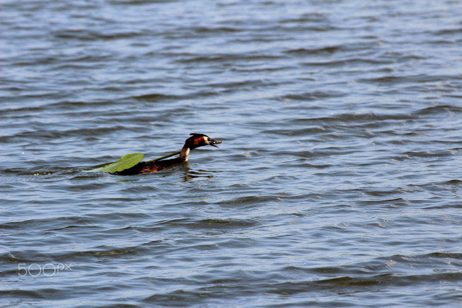 Canon EOS 1300D (EOS Rebel T6 / EOS Kiss X80) + Canon EF 300mm F4L IS USM sample photo. Grèbe huppé photography