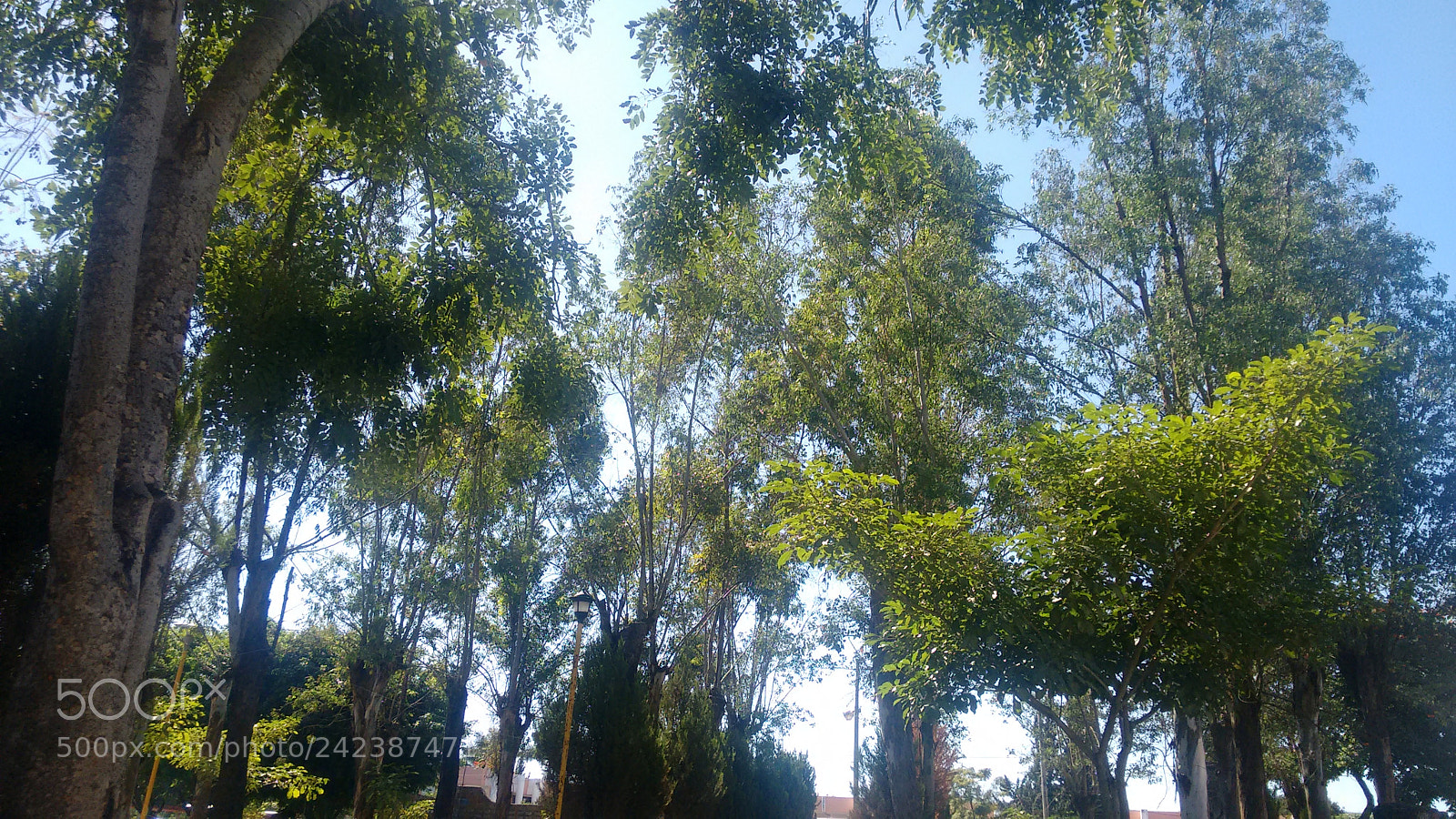 Motorola Moto G (2nd Gen) sample photo. Trees photography