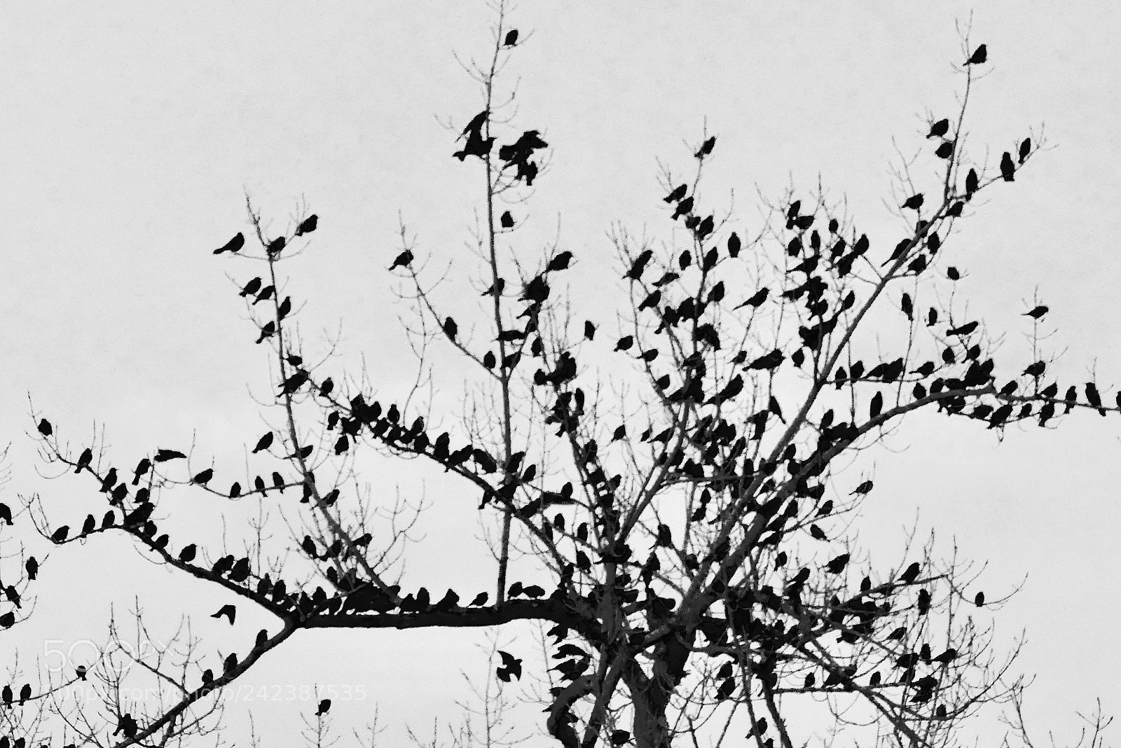 Panasonic Lumix DMC-FZ300 sample photo. Gathering photography
