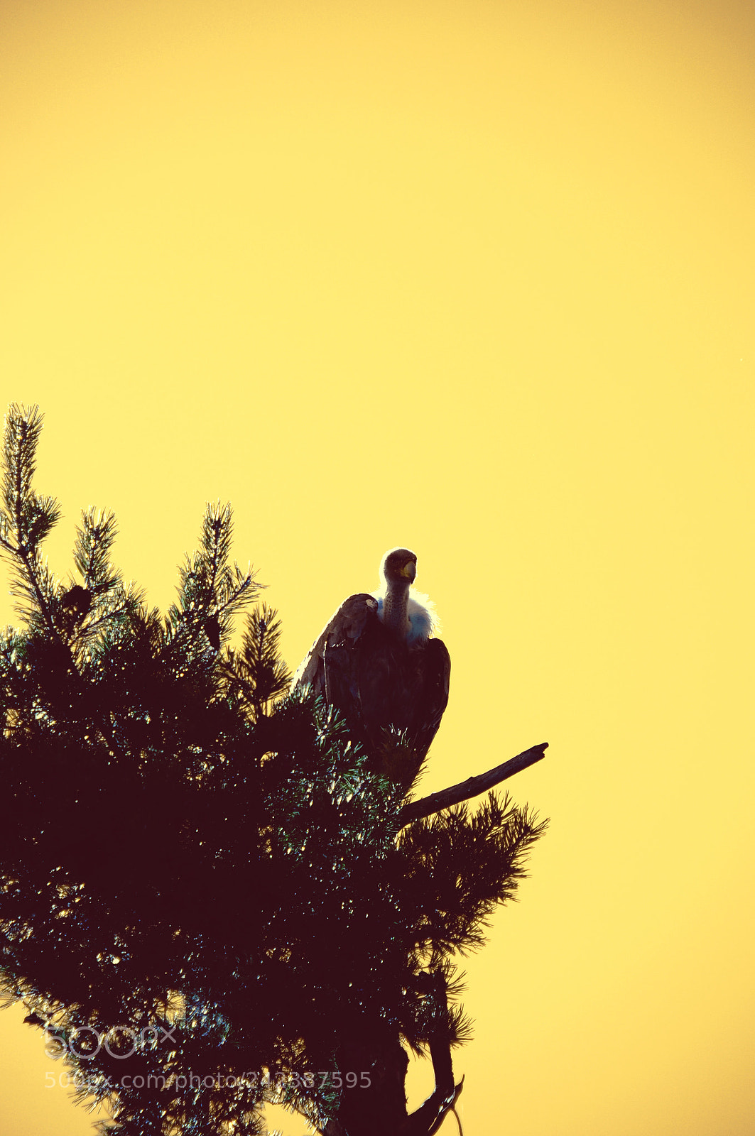 Nikon D300 sample photo. Volt photography