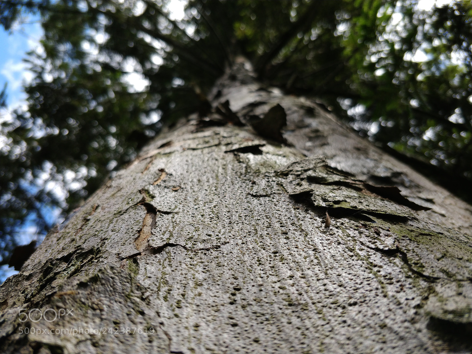 OnePlus 5 sample photo. Tree photography
