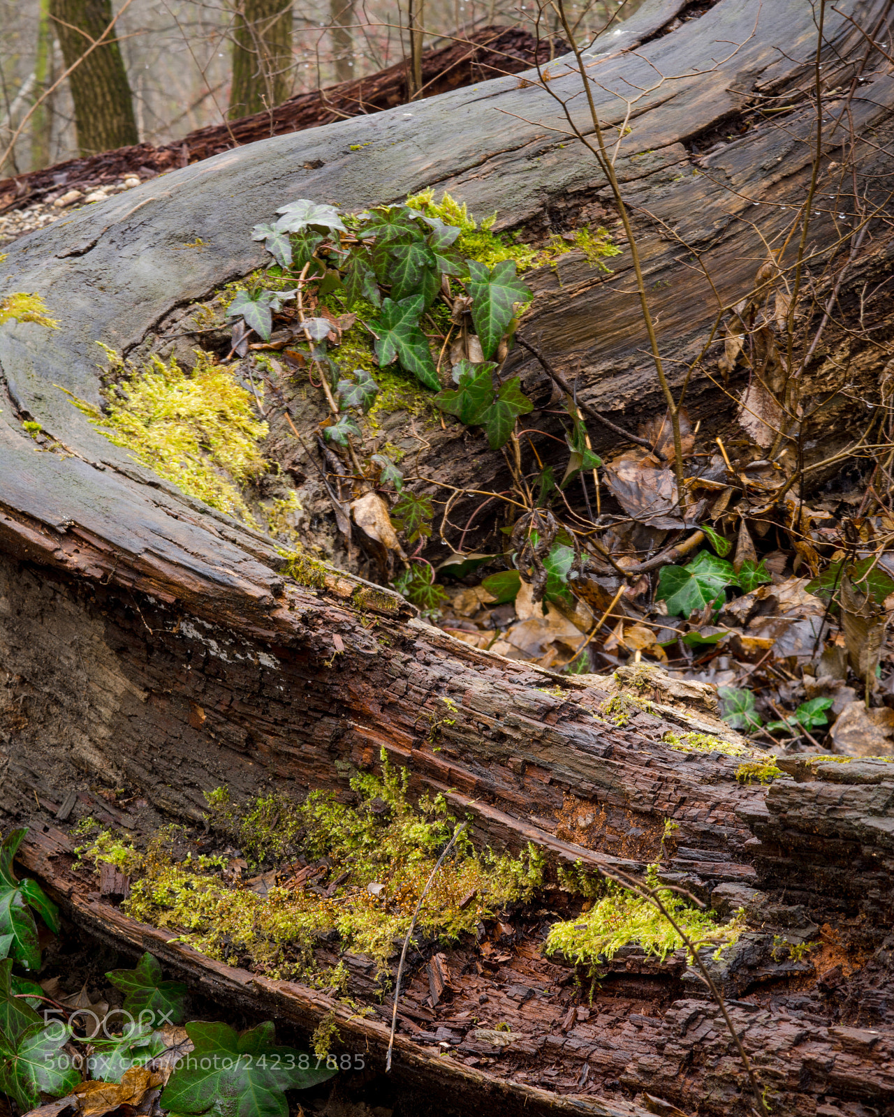 Nikon D7100 sample photo. Tree curve photography