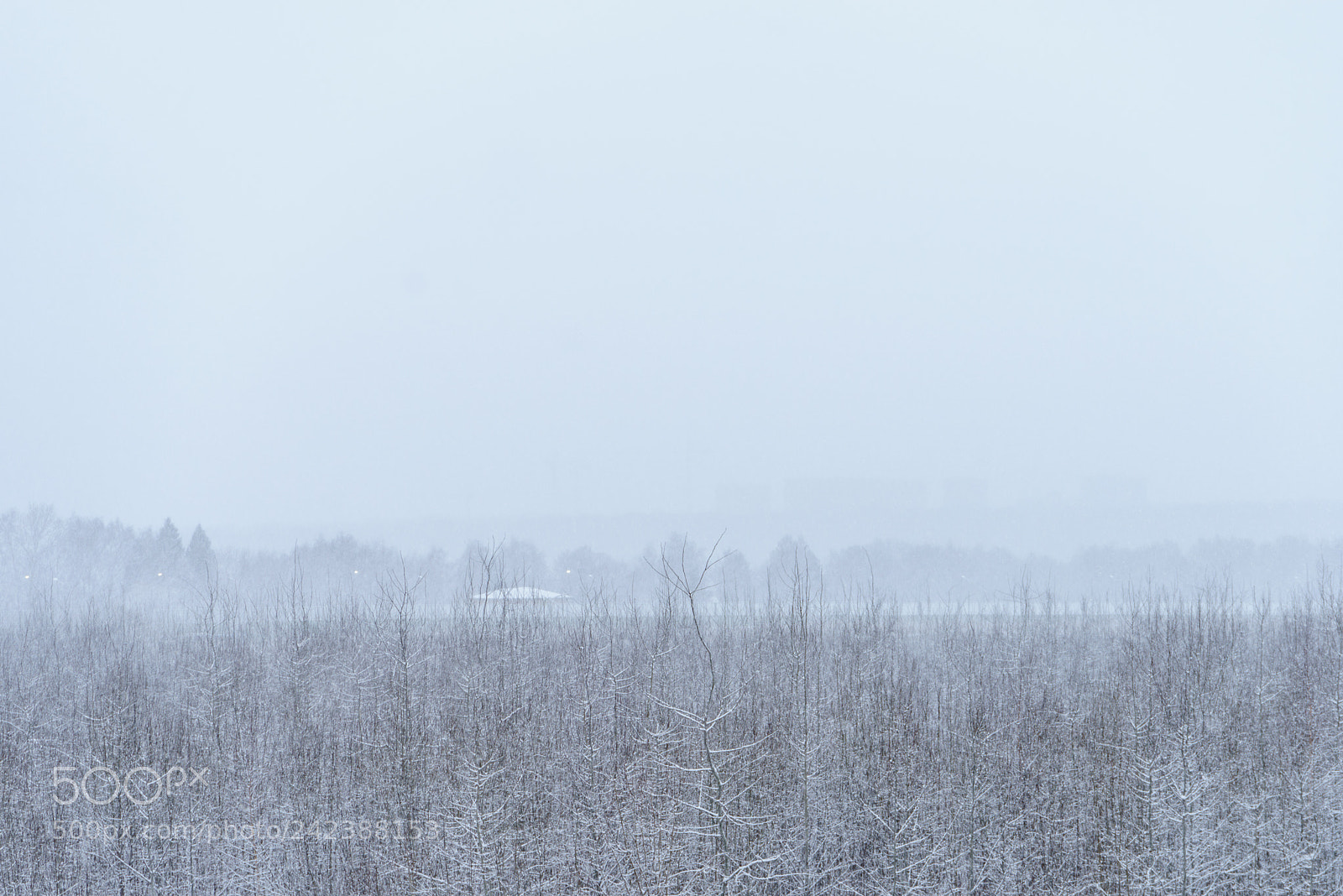Sony a7R sample photo. White veil of winter photography