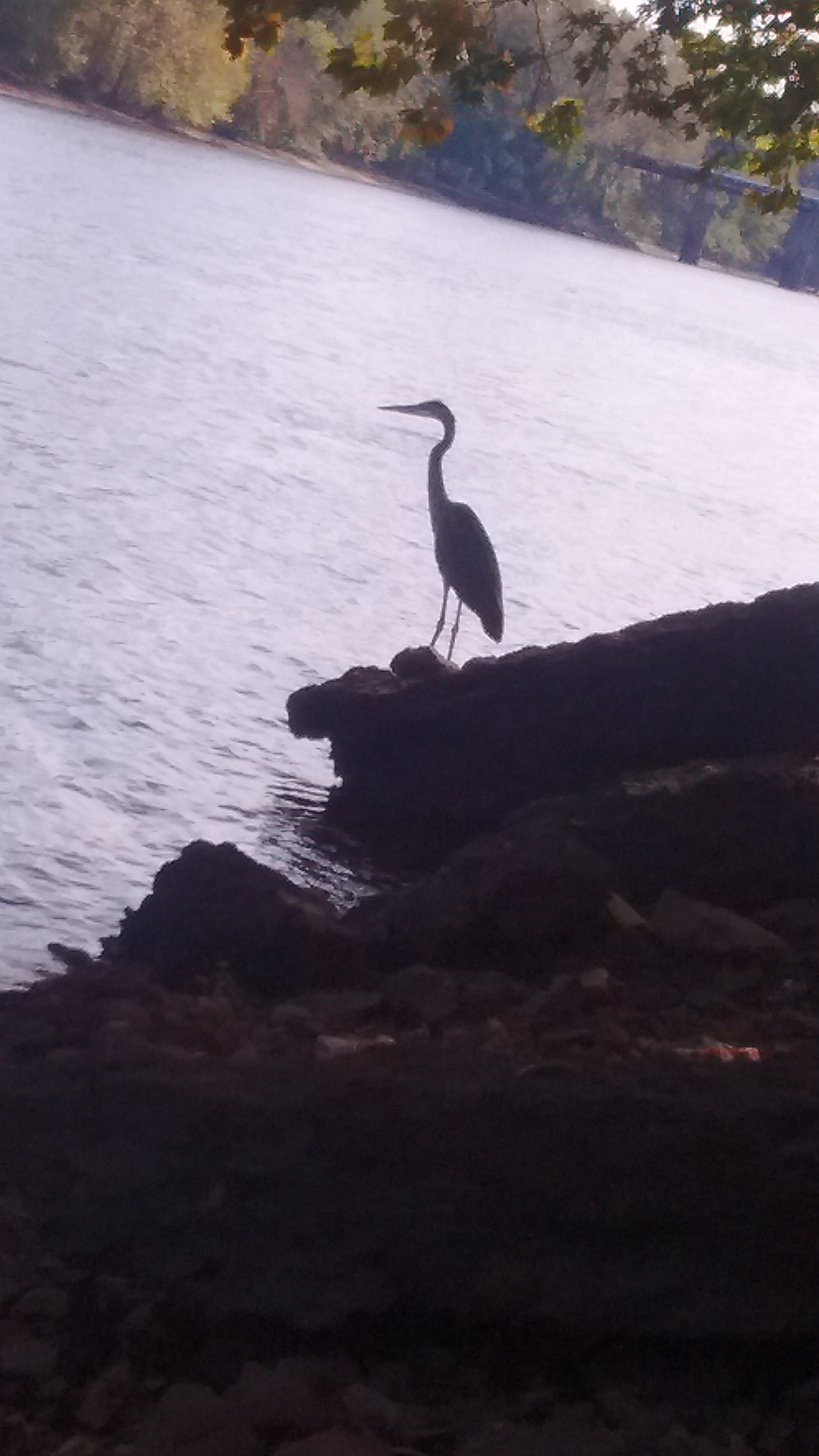 Motorola Moto E with 4G LTE (2nd Gen) sample photo. Bird on the water photography