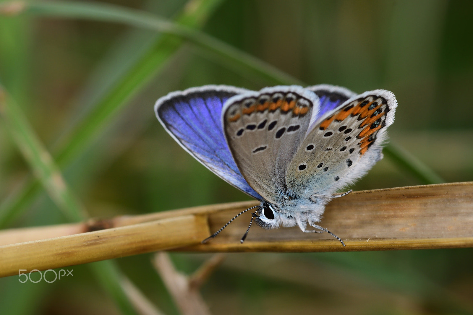 Nikon AF-S Micro-Nikkor 105mm F2.8G IF-ED VR sample photo. Butterfly photography
