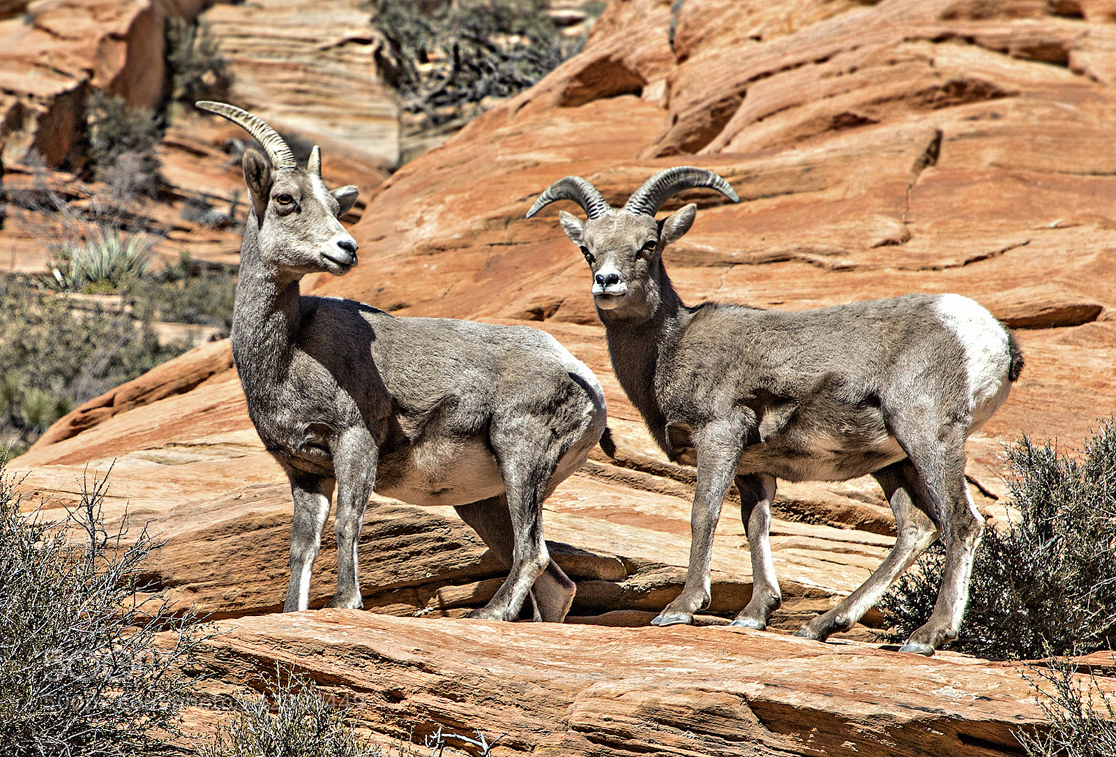 Canon EOS 6D Mark II sample photo. Bighorn sheep photography