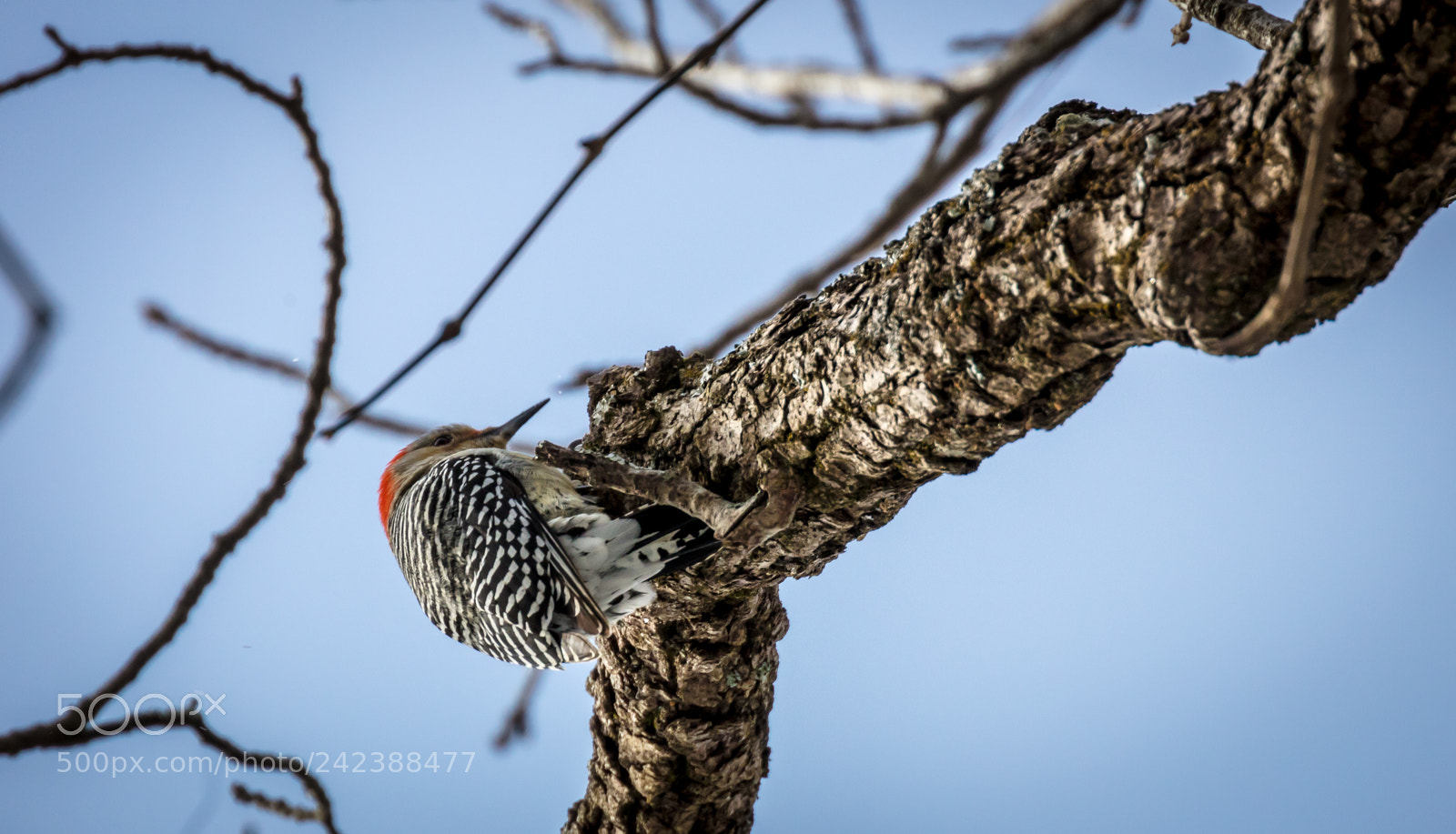Canon EOS 5DS R sample photo. Pecker photography