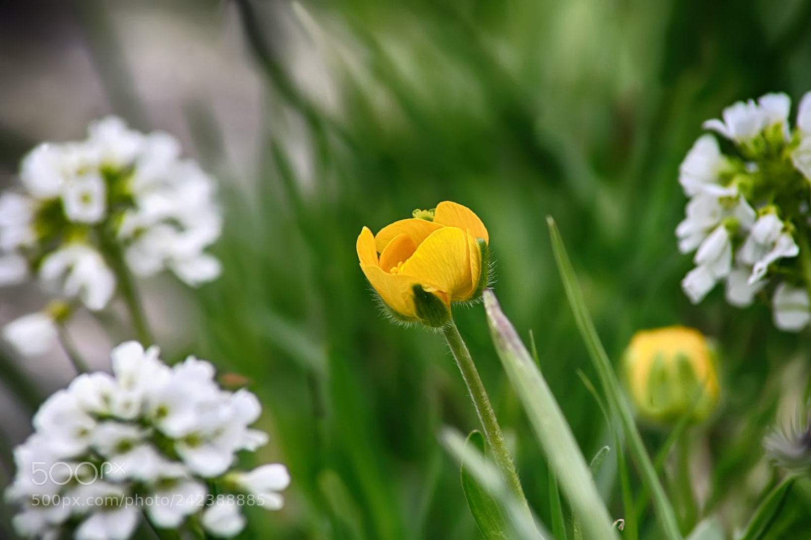 Canon EOS 5D sample photo. Yellow photography