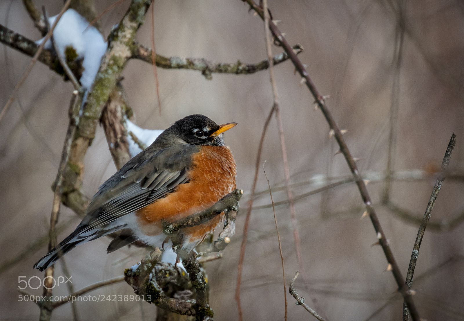 Canon EOS 5DS R sample photo. Fat and happy photography