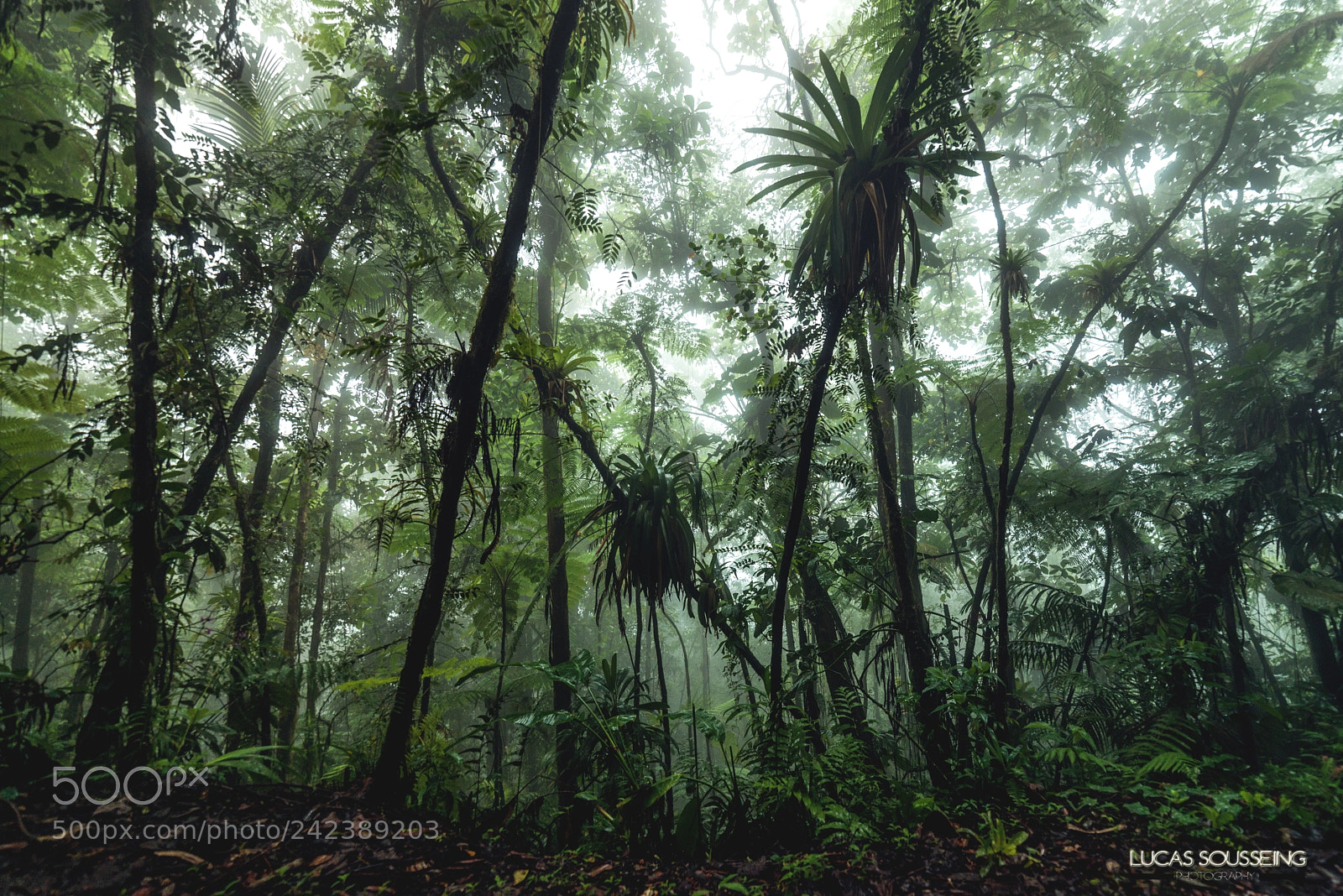 Nikon D800 sample photo. Woodland photography