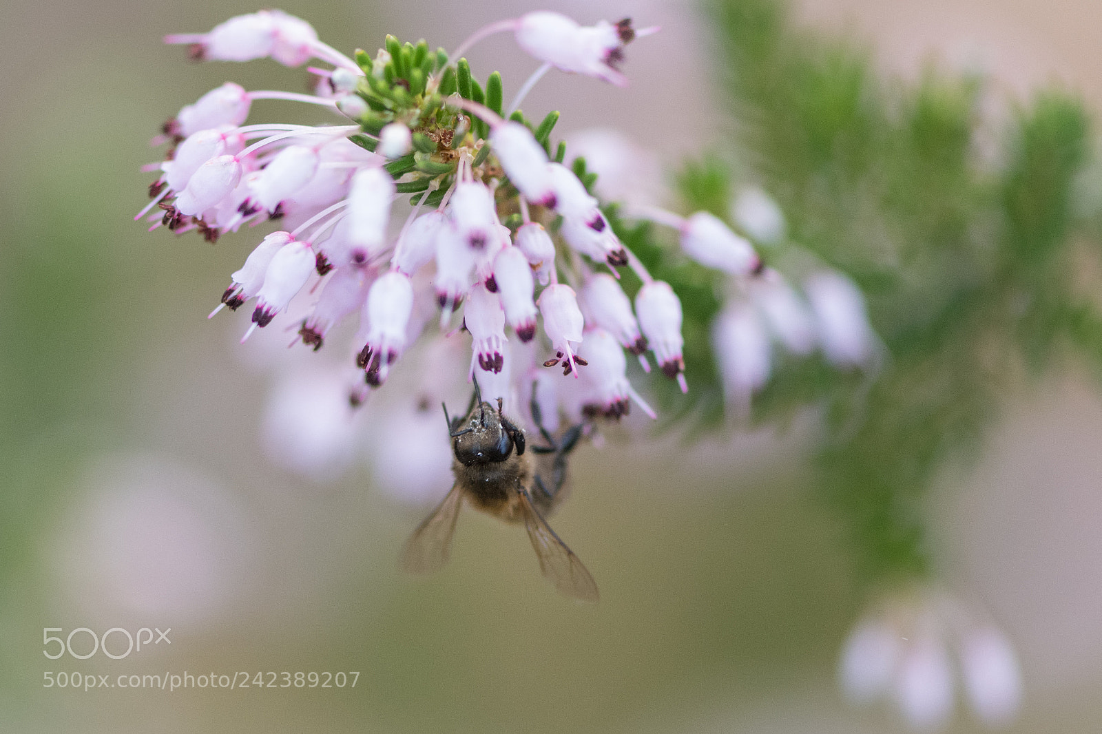 Nikon D500 sample photo. Honey bee photography