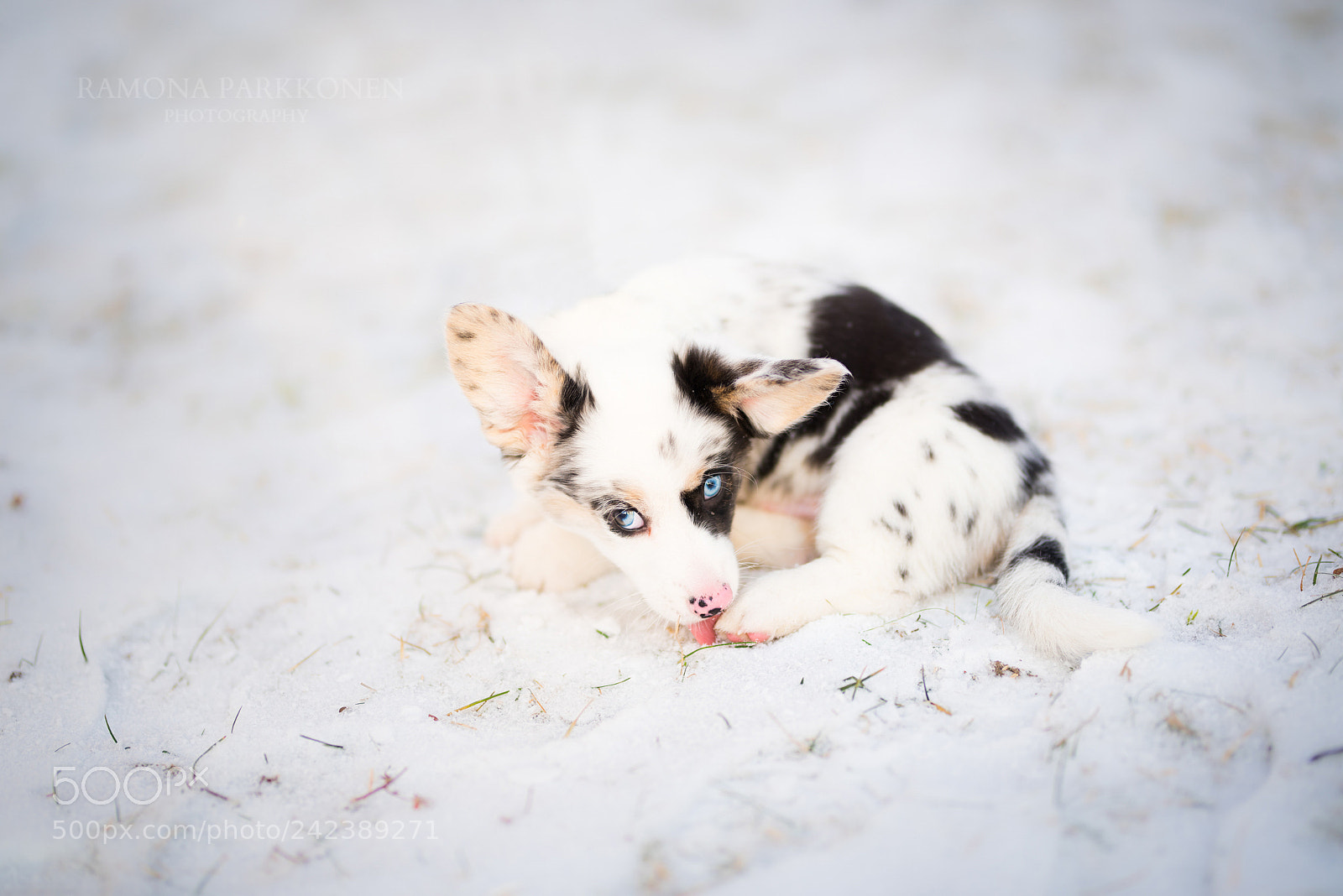 Nikon D810 sample photo. Keeping his tiny paws photography