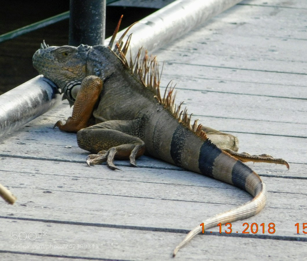 Nikon Coolpix B500 sample photo. Untitled photography