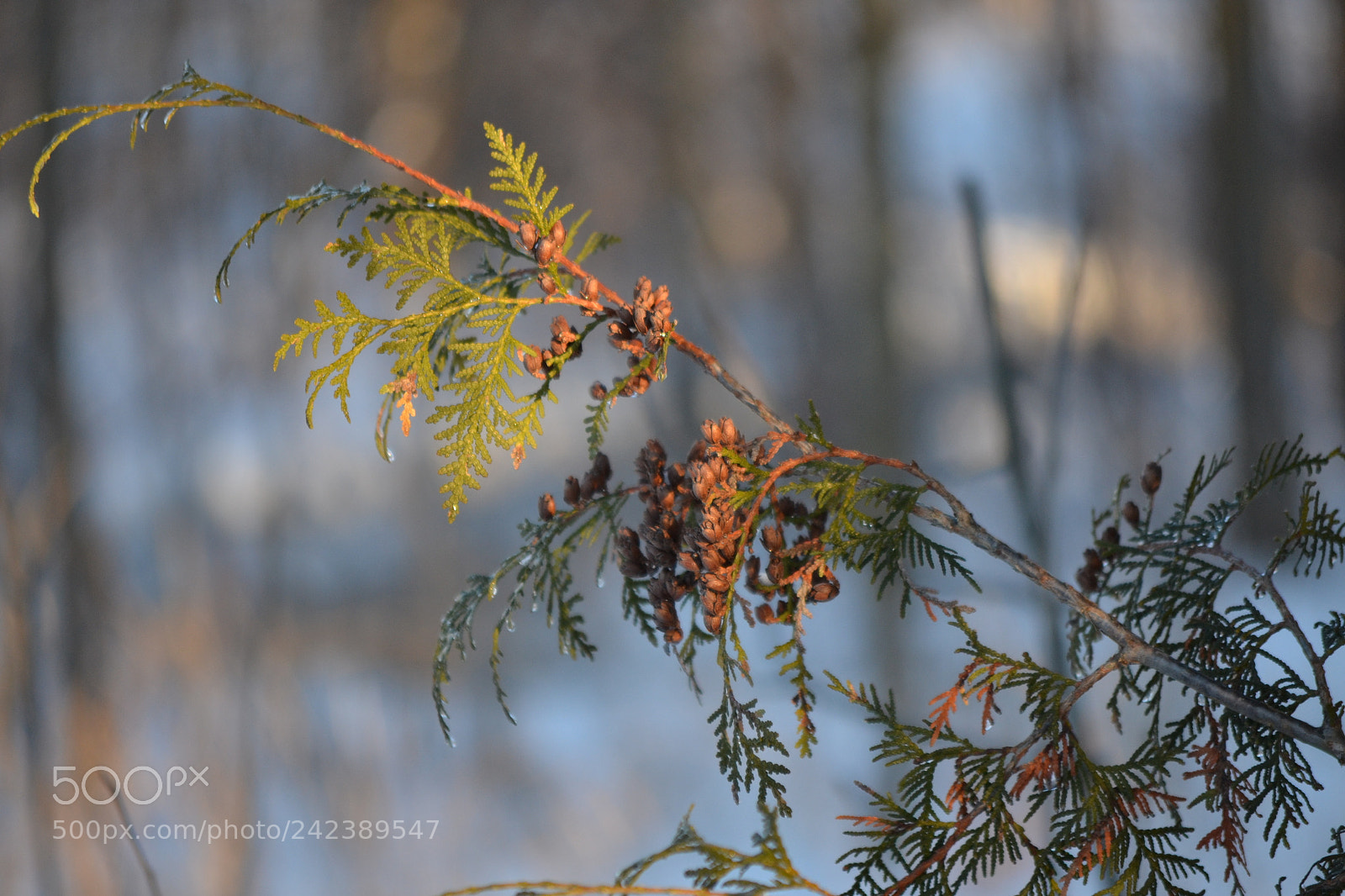 Nikon D3100 sample photo. Evergreen branch photography