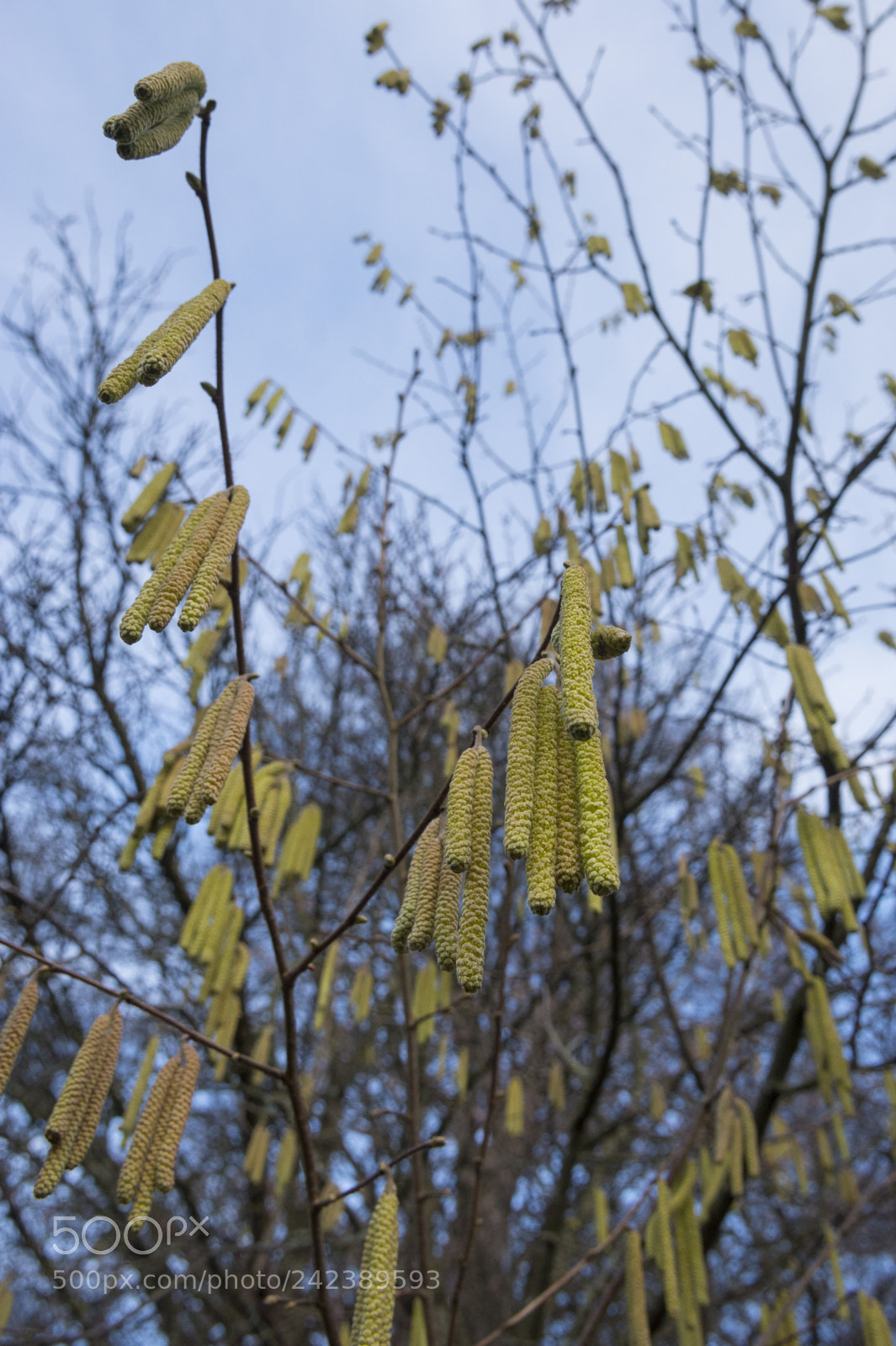 Nikon D7100 sample photo. Hazel bush - phenology photography