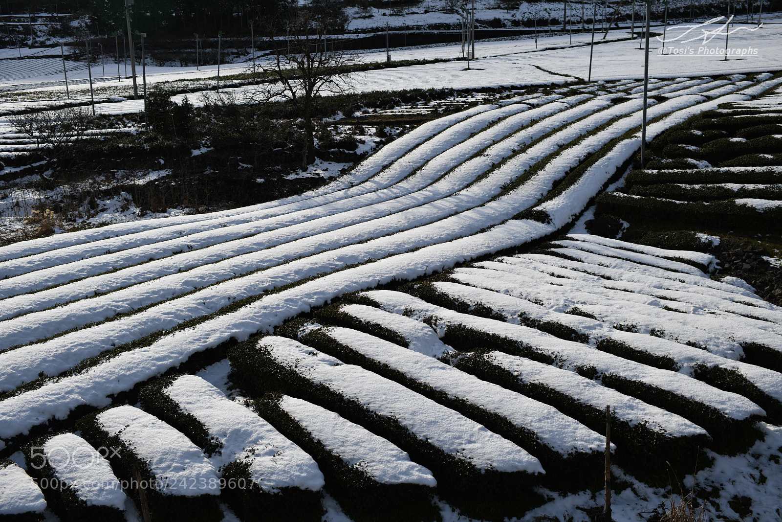 Nikon D850 sample photo. Objects of the snowy photography