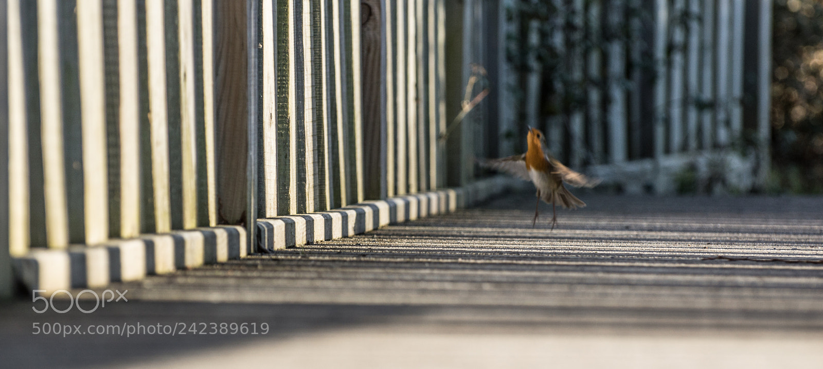 Nikon D3200 sample photo. A gorgeous little robin photography