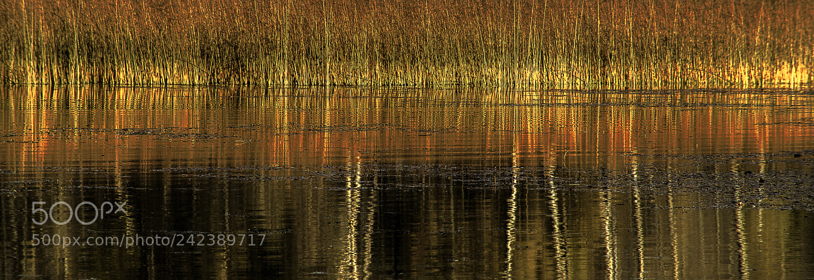 Sony a7R sample photo. Autumn detail photography