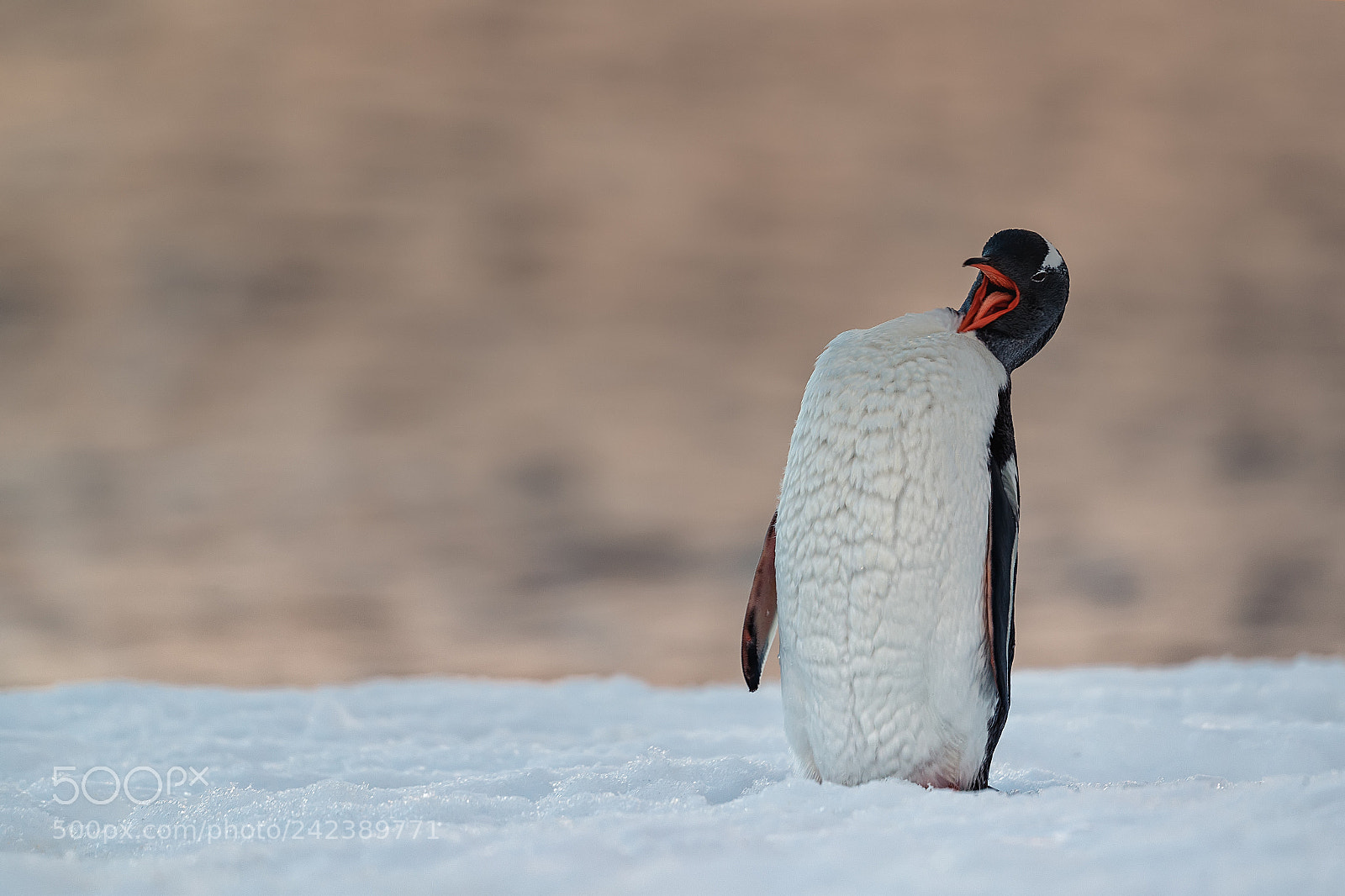 Canon EOS-1D X Mark II sample photo. Pingu ino gentu en photography