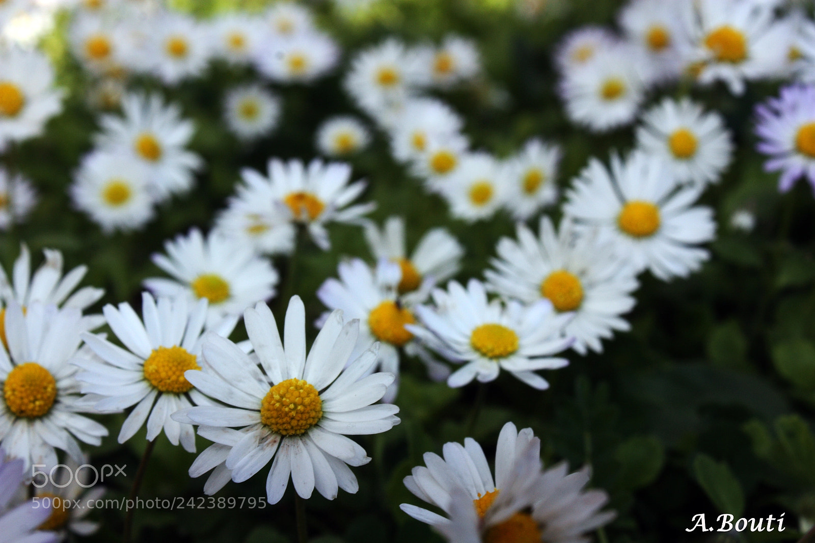 Canon EOS 450D (EOS Rebel XSi / EOS Kiss X2) sample photo. White flower photography