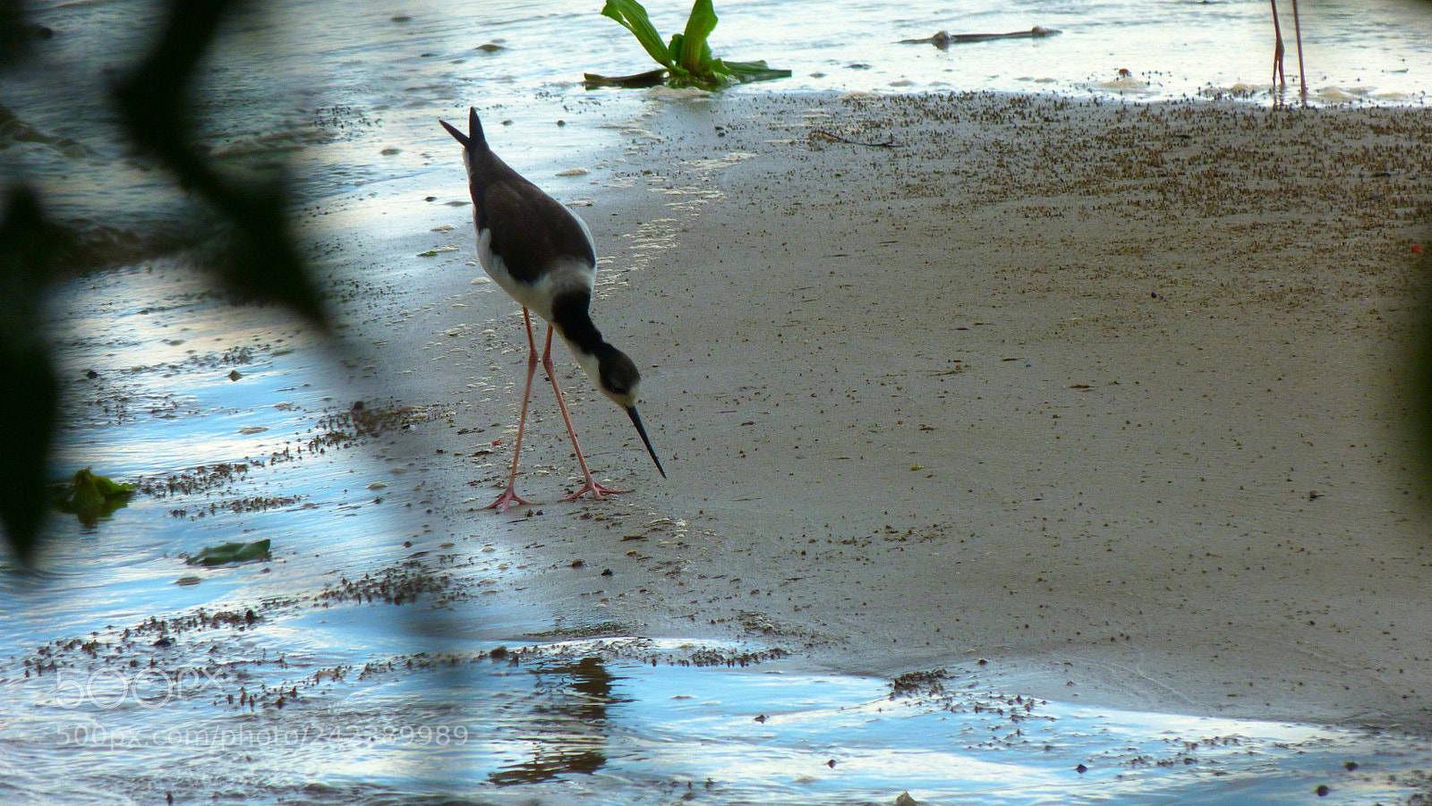 Panasonic Lumix DMC-FZ40 (Lumix DMC-FZ45) sample photo. Bird photography