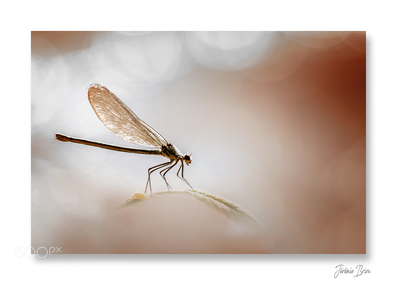 Nikon D90 sample photo. Chim re des rivi photography