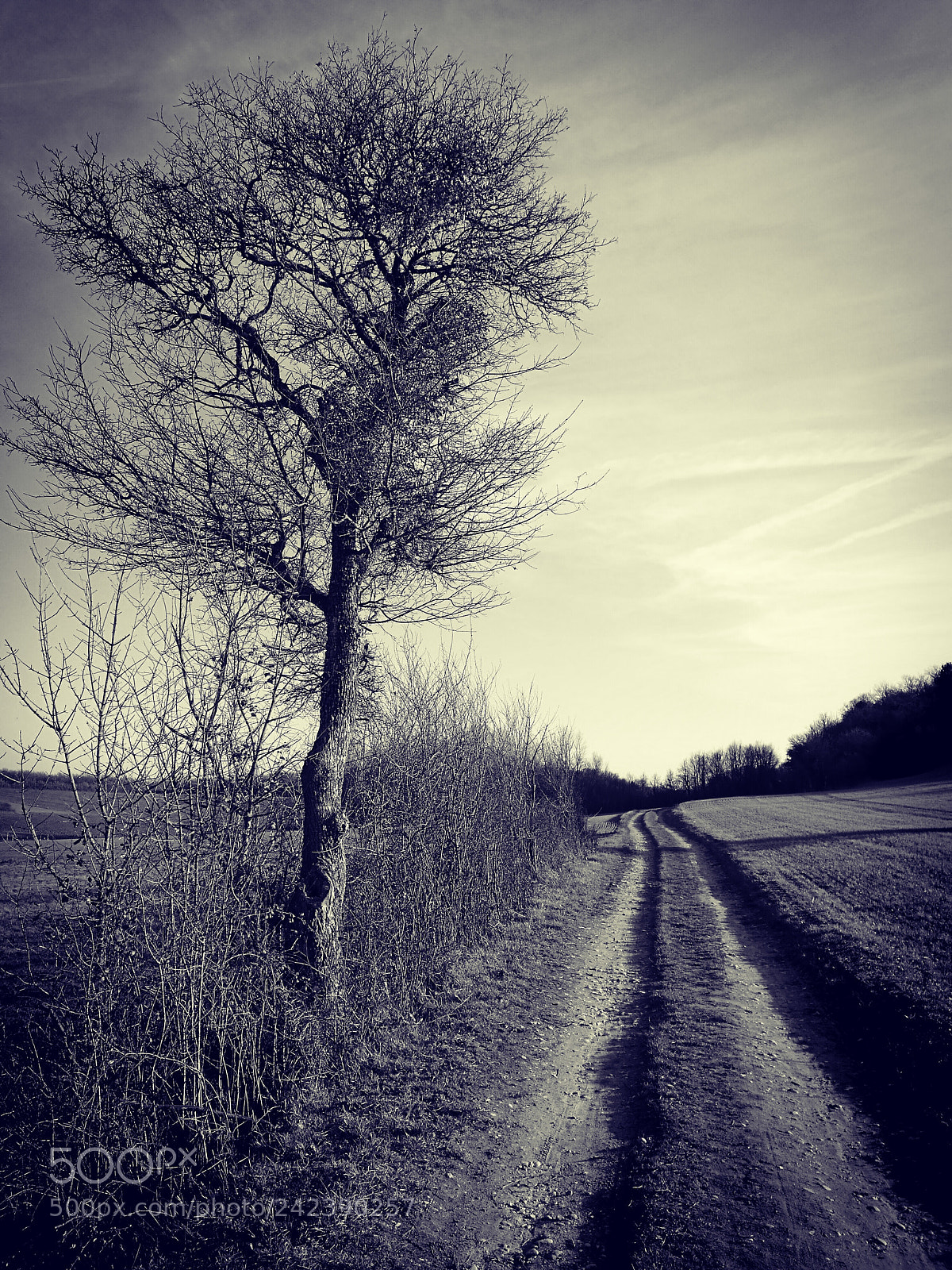 HUAWEI P9 sample photo. Camino photography