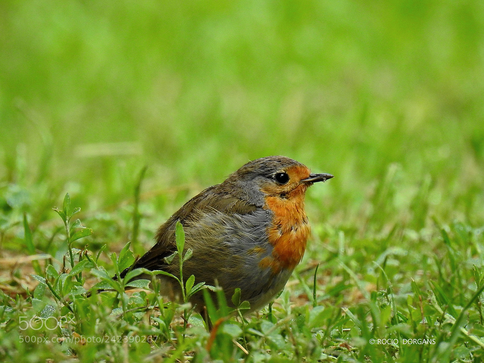 Nikon Coolpix P900 sample photo. Bird photography