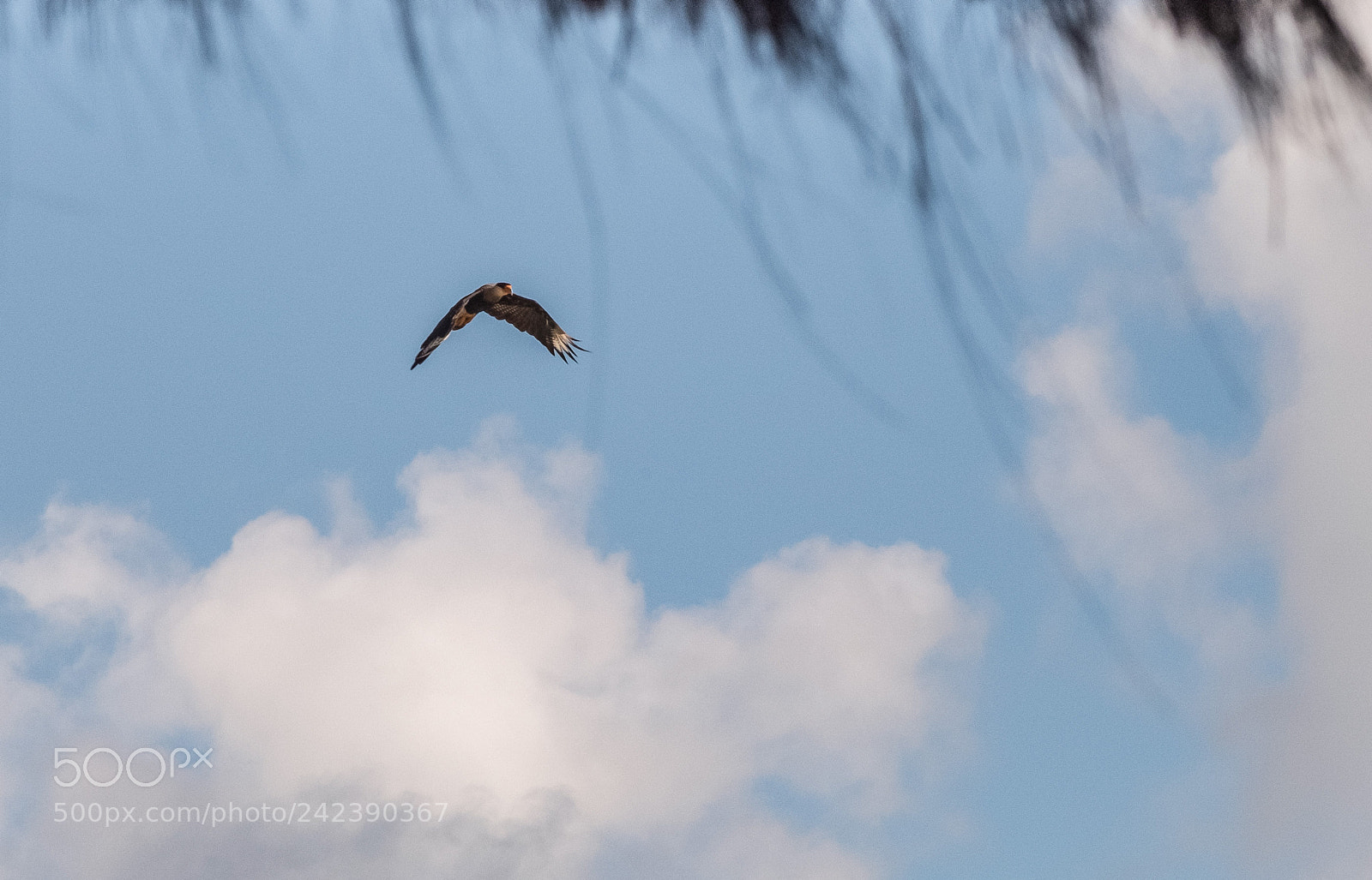 Fujifilm X-T2 sample photo. Carcará photography