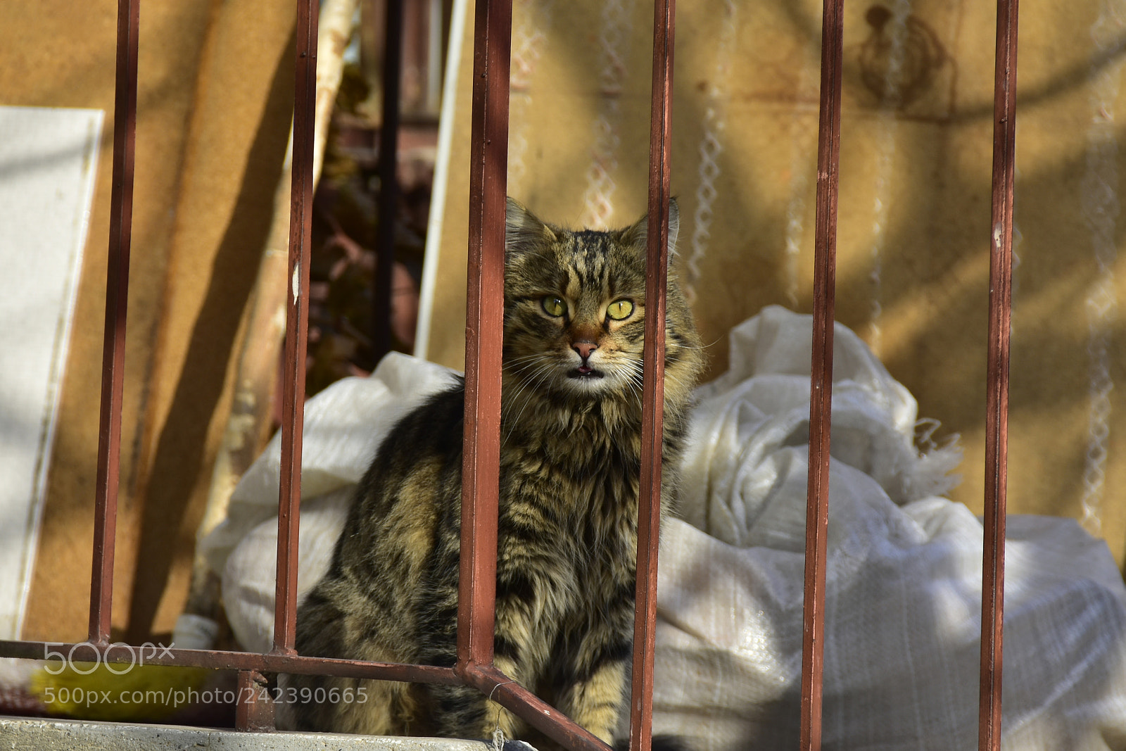 Nikon D7200 sample photo. Cat photography
