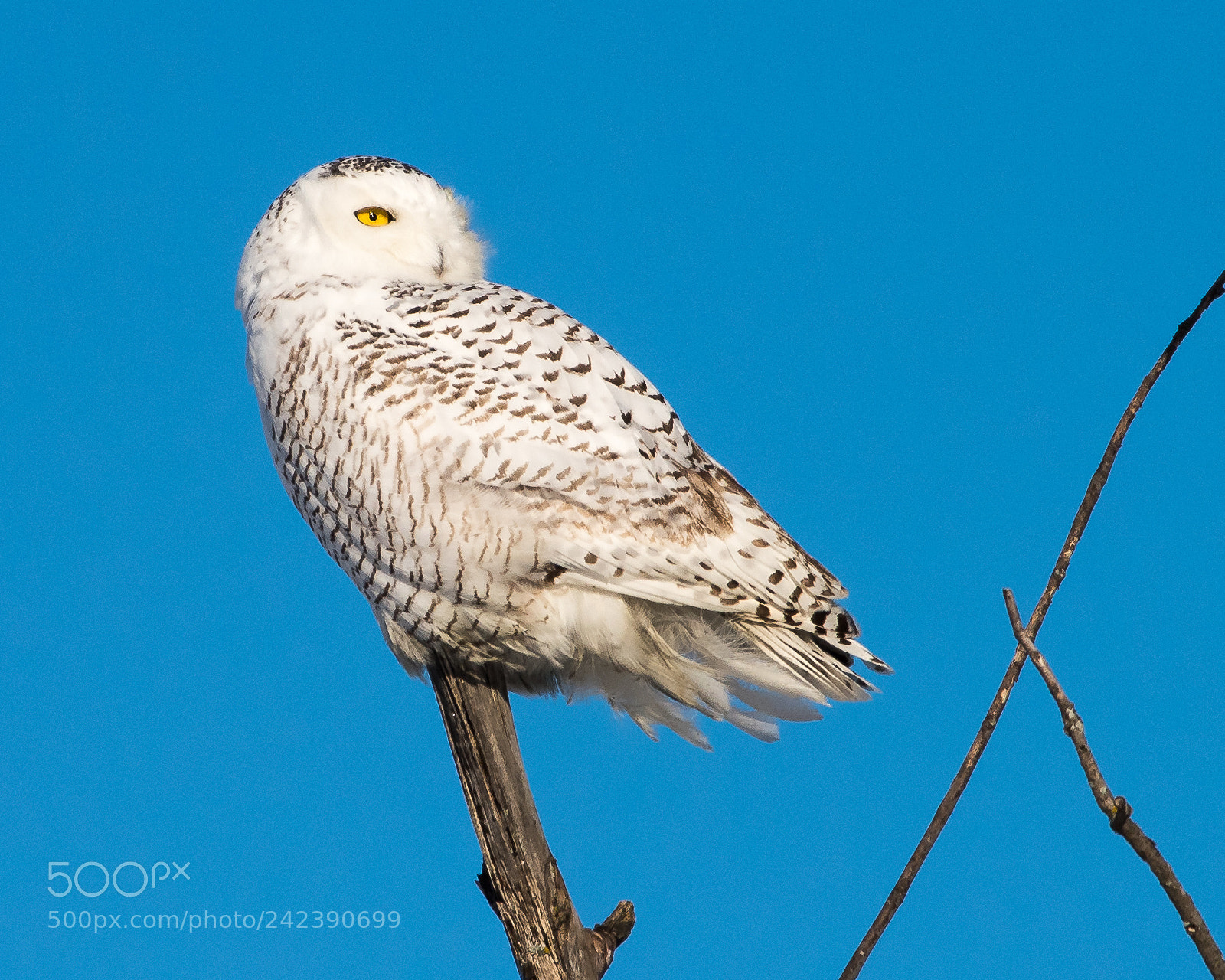 Nikon D810 sample photo. Windblown photography