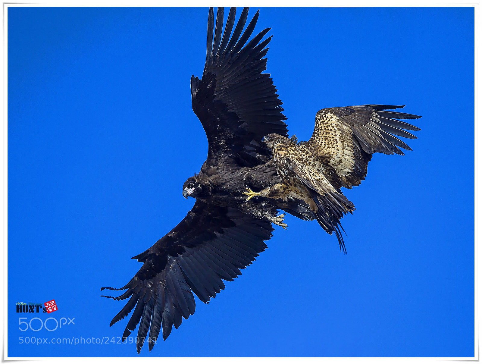 Nikon D5 sample photo. Eagle fighter photography