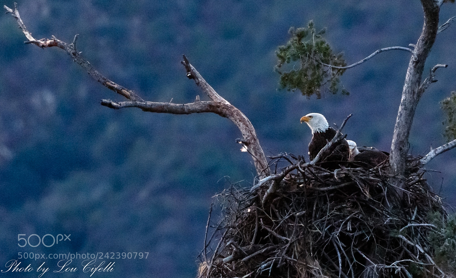 Canon EOS 7D Mark II sample photo. Eagle8158.jpg photography