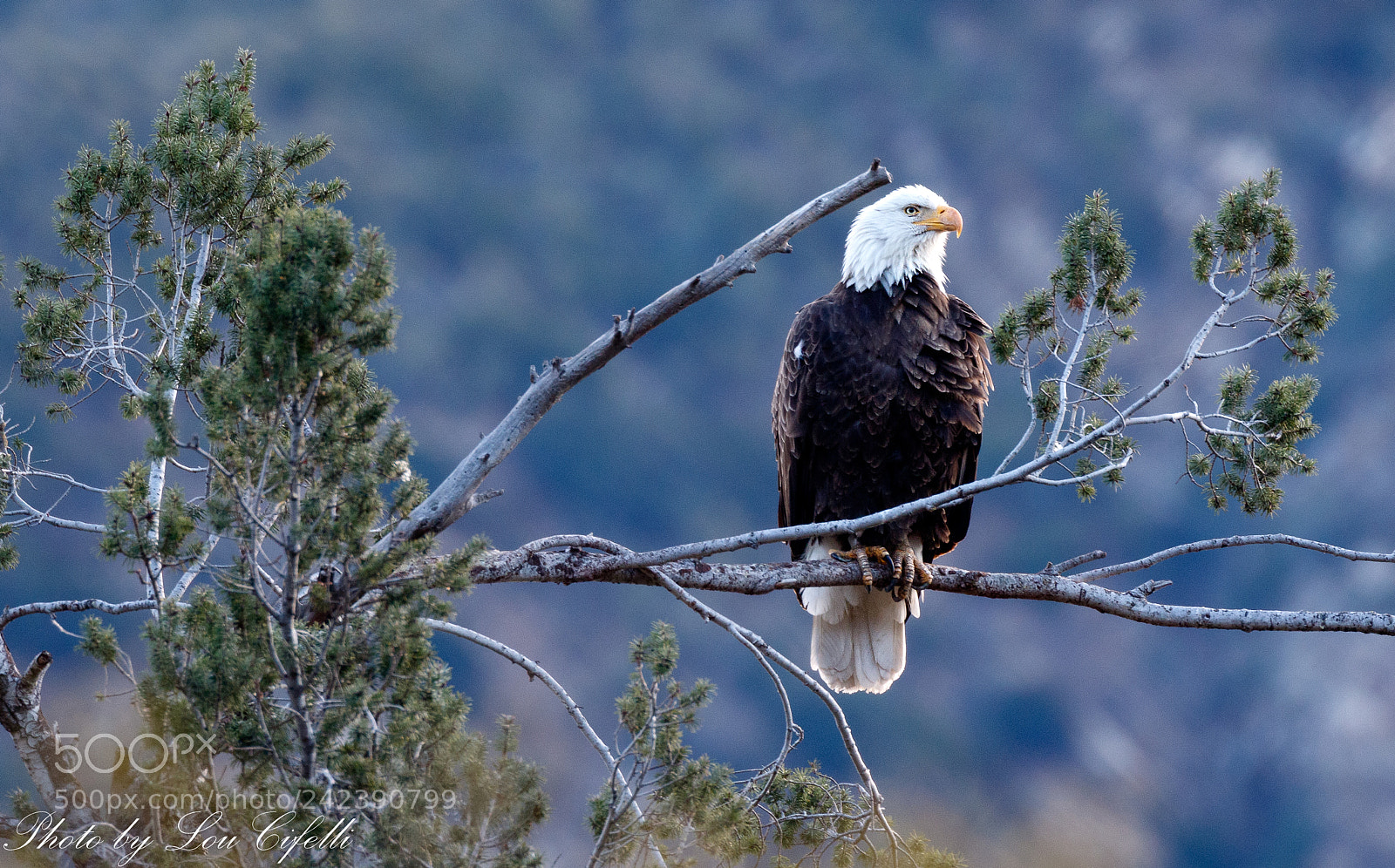 Canon EOS 7D Mark II sample photo. Eagle8201.jpg photography