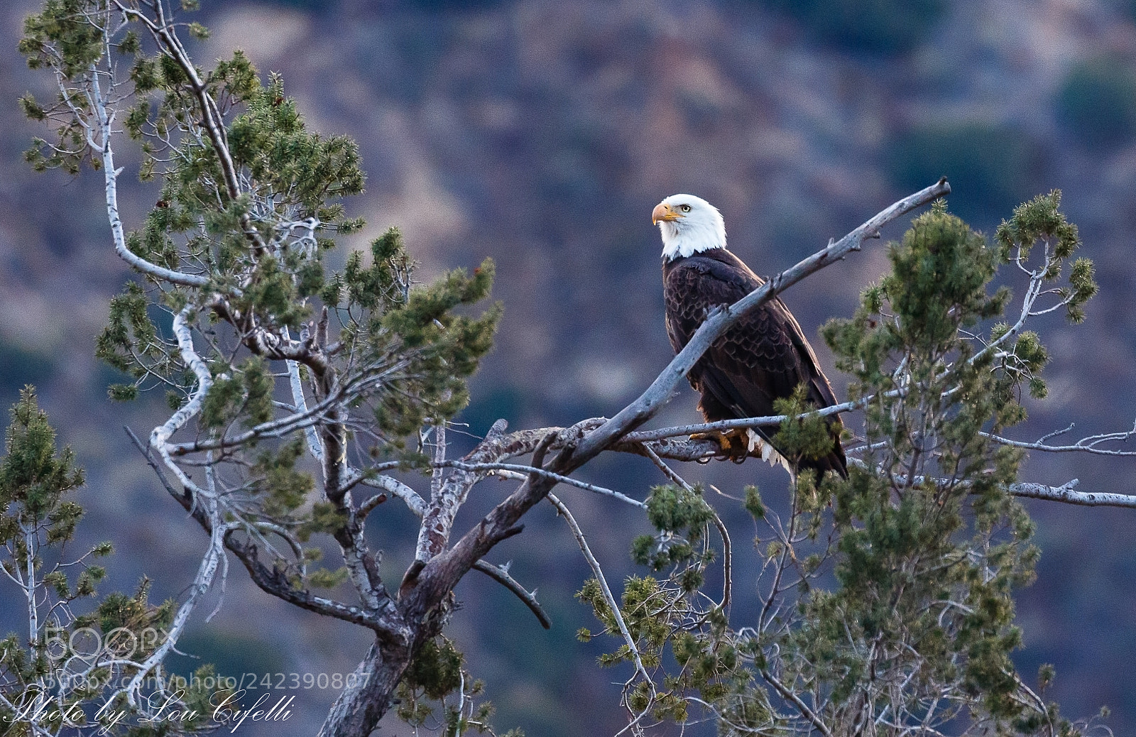 Canon EOS 7D Mark II sample photo. Eagle8214.jpg photography