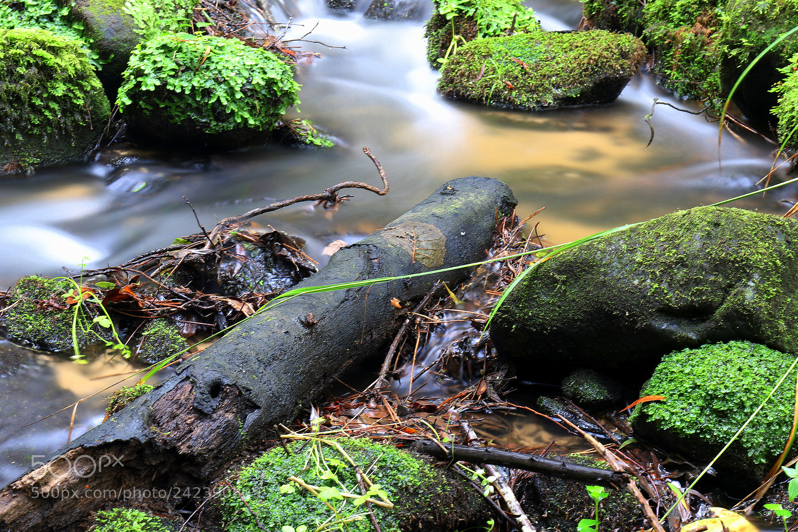 Canon EF 24-70mm F4L IS USM sample photo. Greens photography