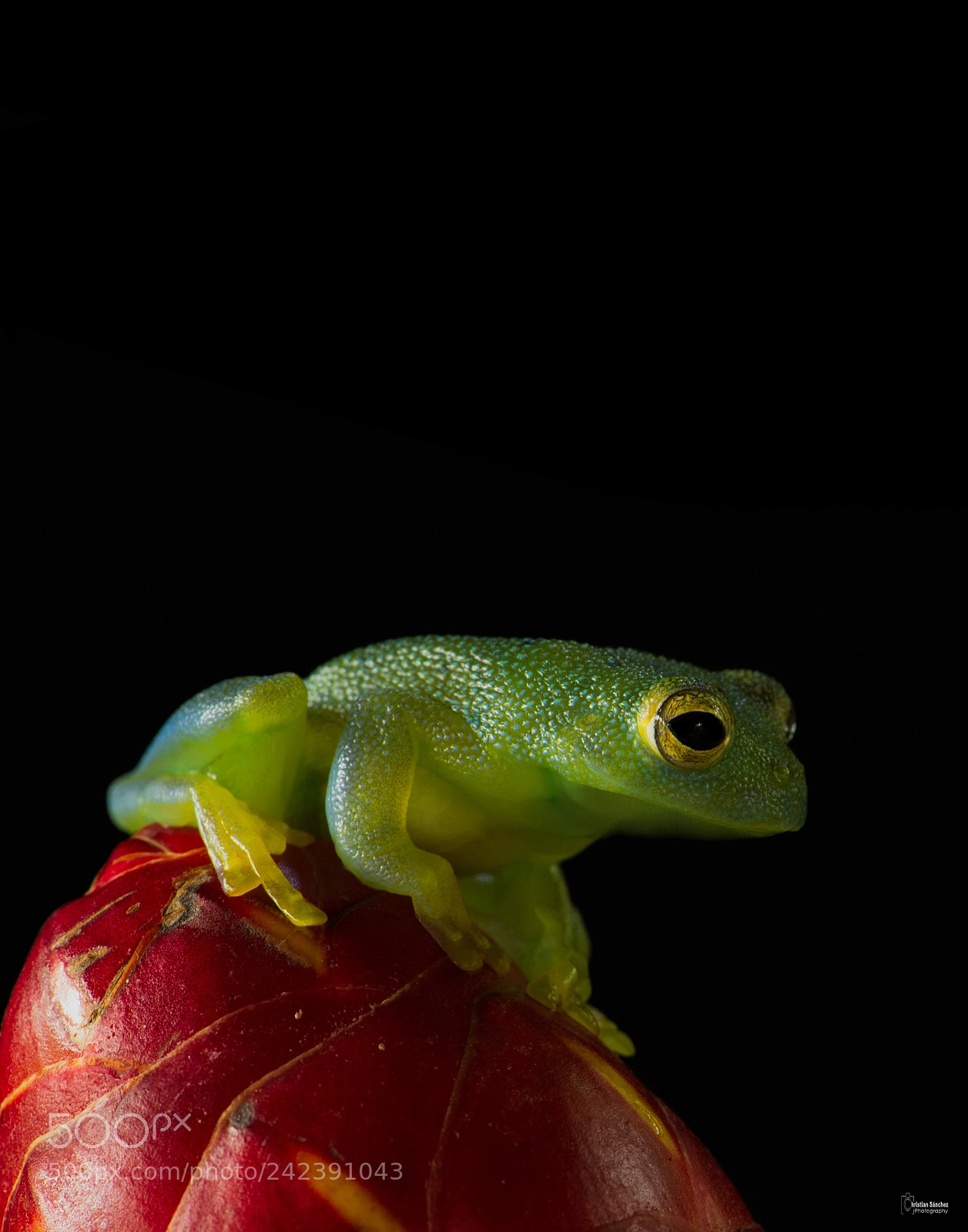 Nikon D4 sample photo. Granular glass frog photography
