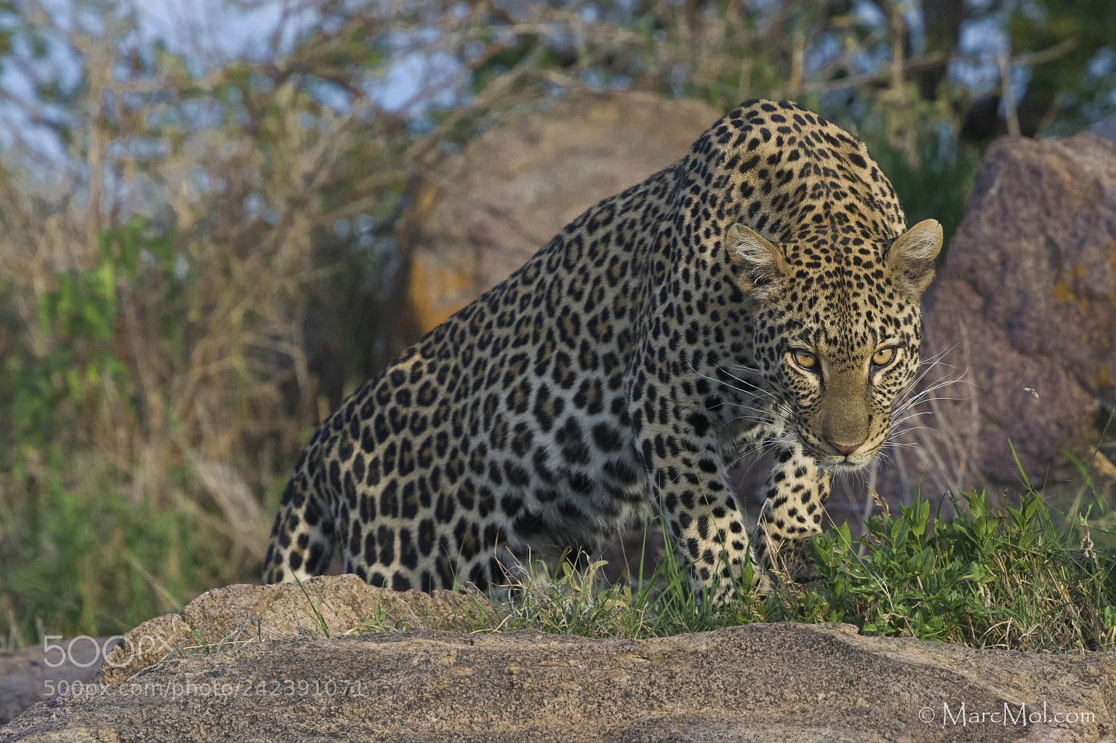 Nikon D850 sample photo. The stare down. photography