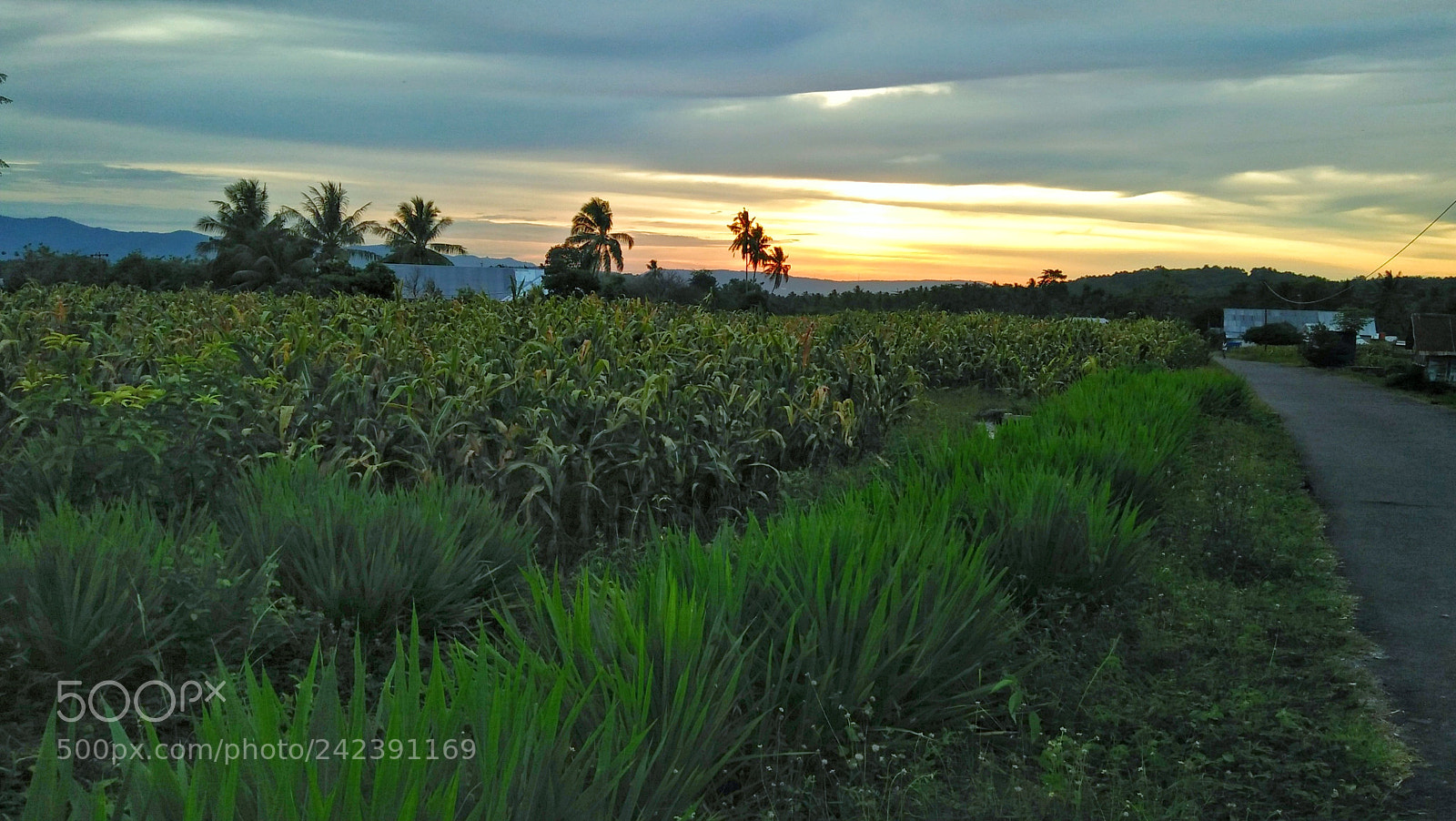 OPPO A37fw-International sample photo. Sunny photography