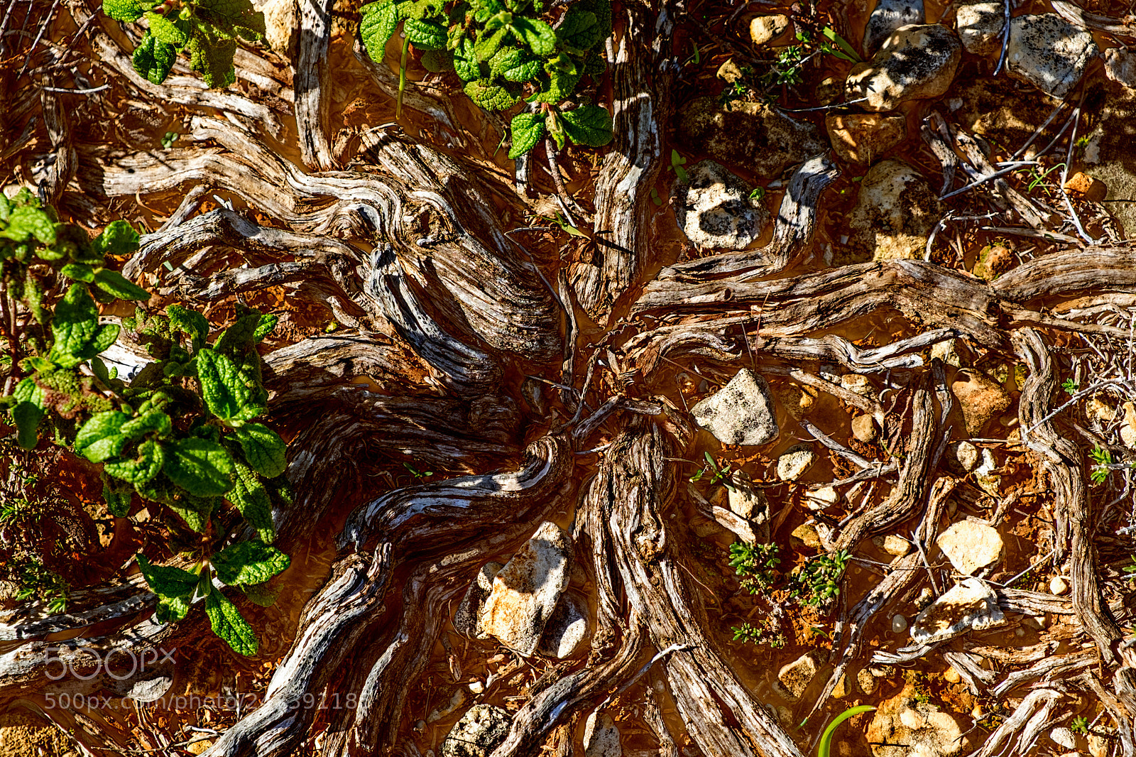 Fujifilm X-E2S sample photo. Treestar photography